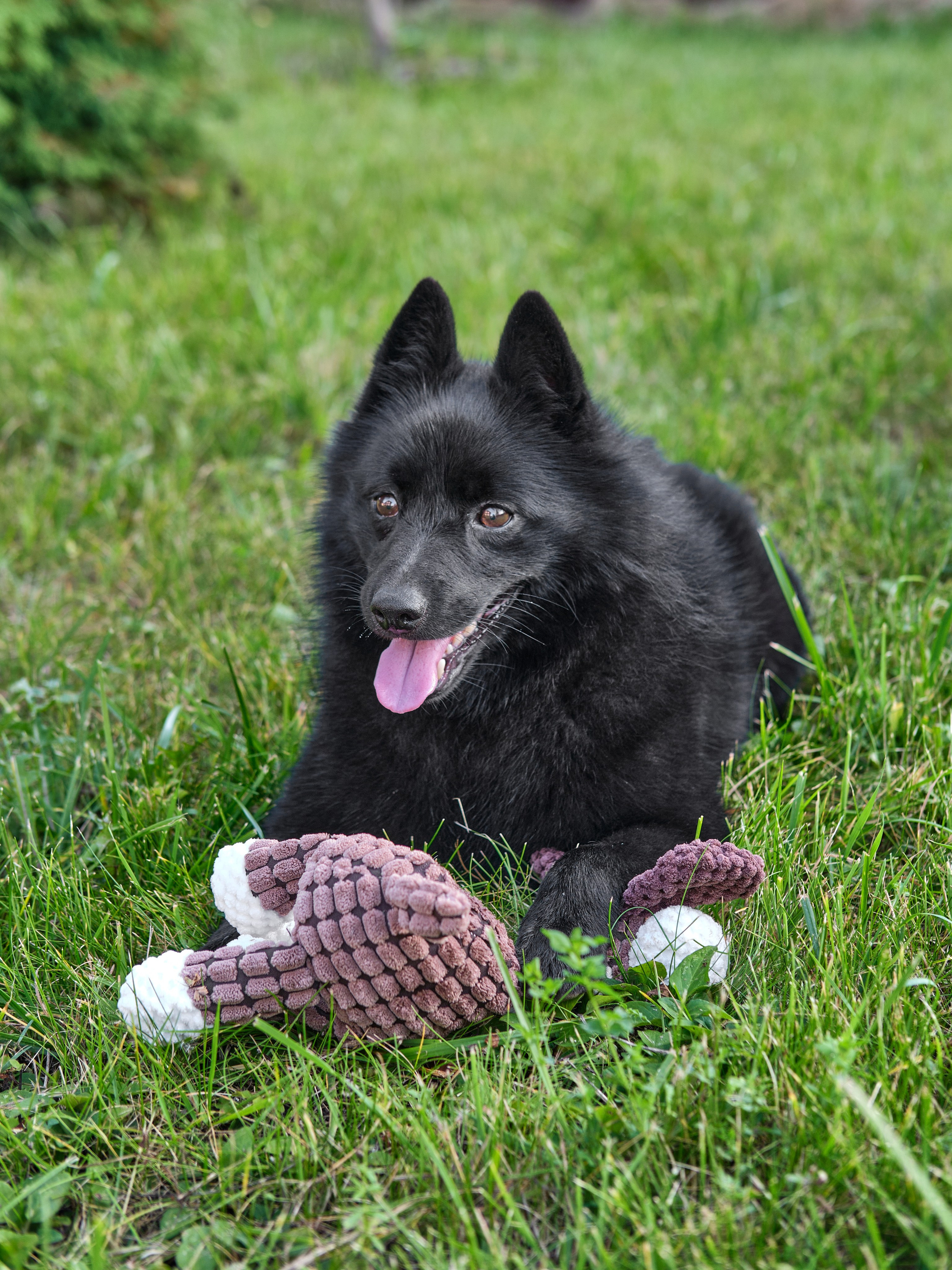 Игрушки для собак. Предметный фотограф в Нижнем Новгороде Аладышкина Анастасия