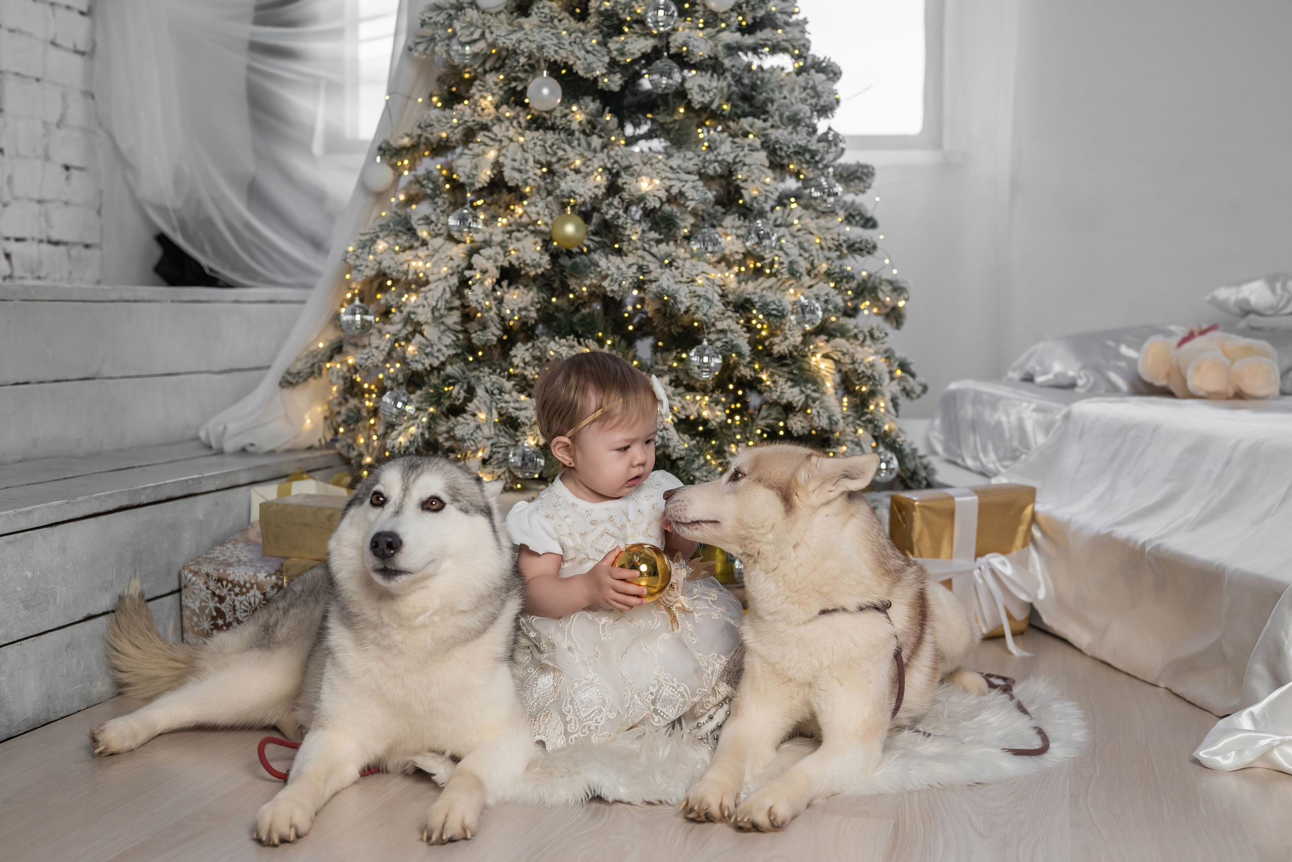 Фотопроект с хаски. Фотограф в городе Салават