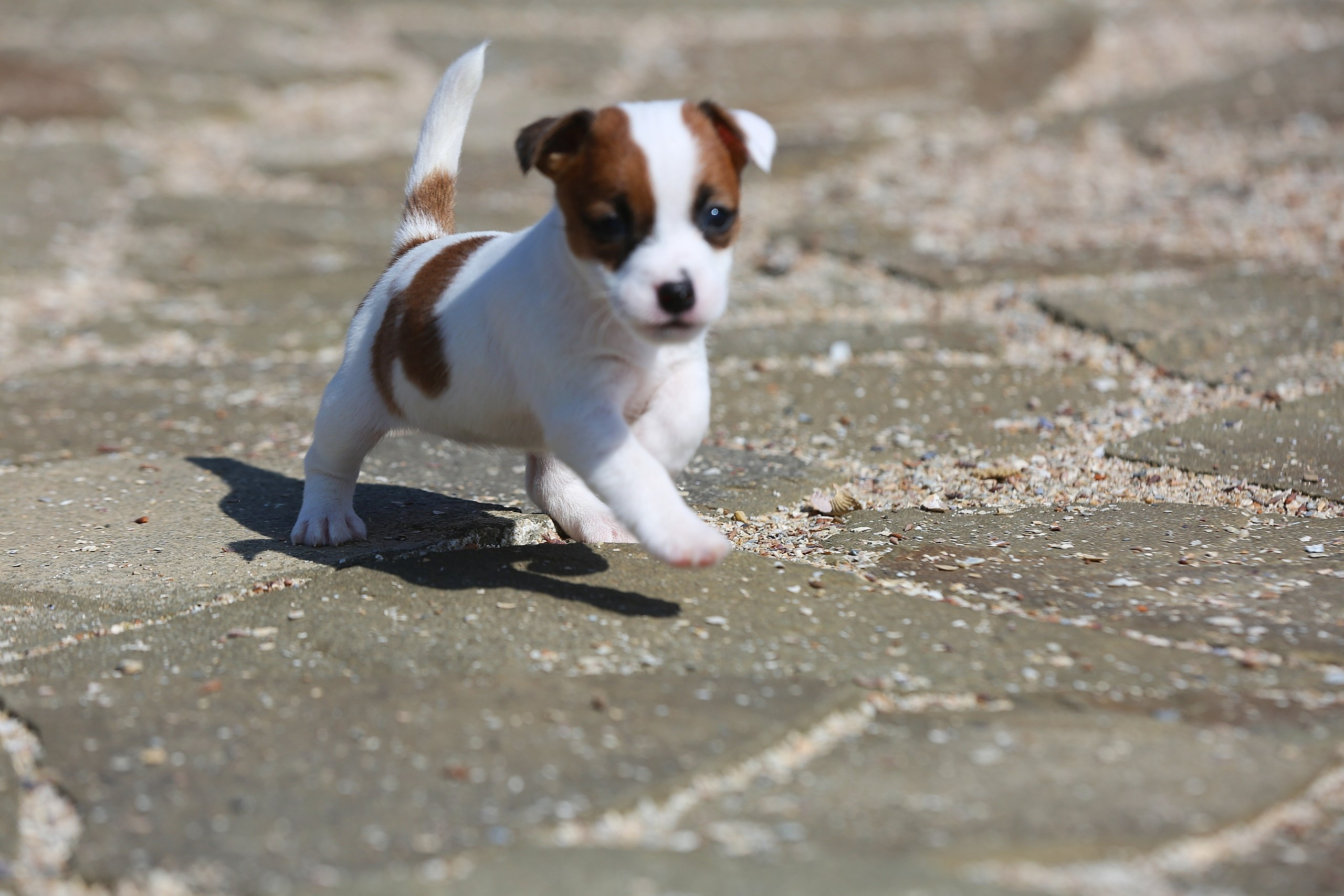 Общий альбом. Lovely-Orange питомник джек рассел терьеров