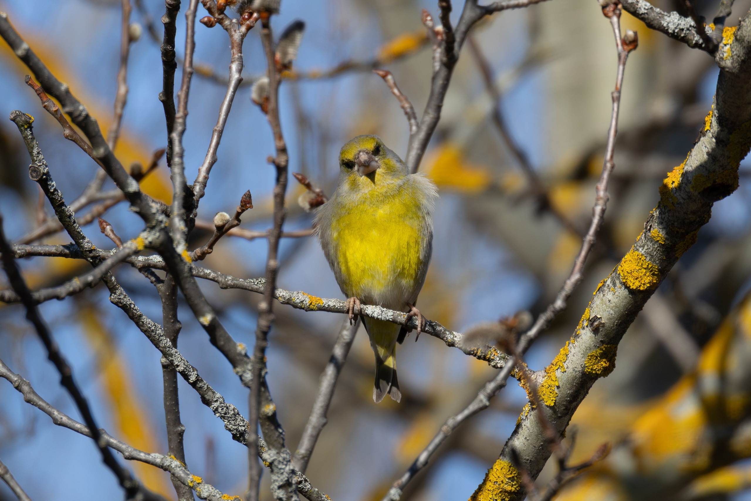 Птицы СНТ «Подлесье». Птицы парков г. Люберцы