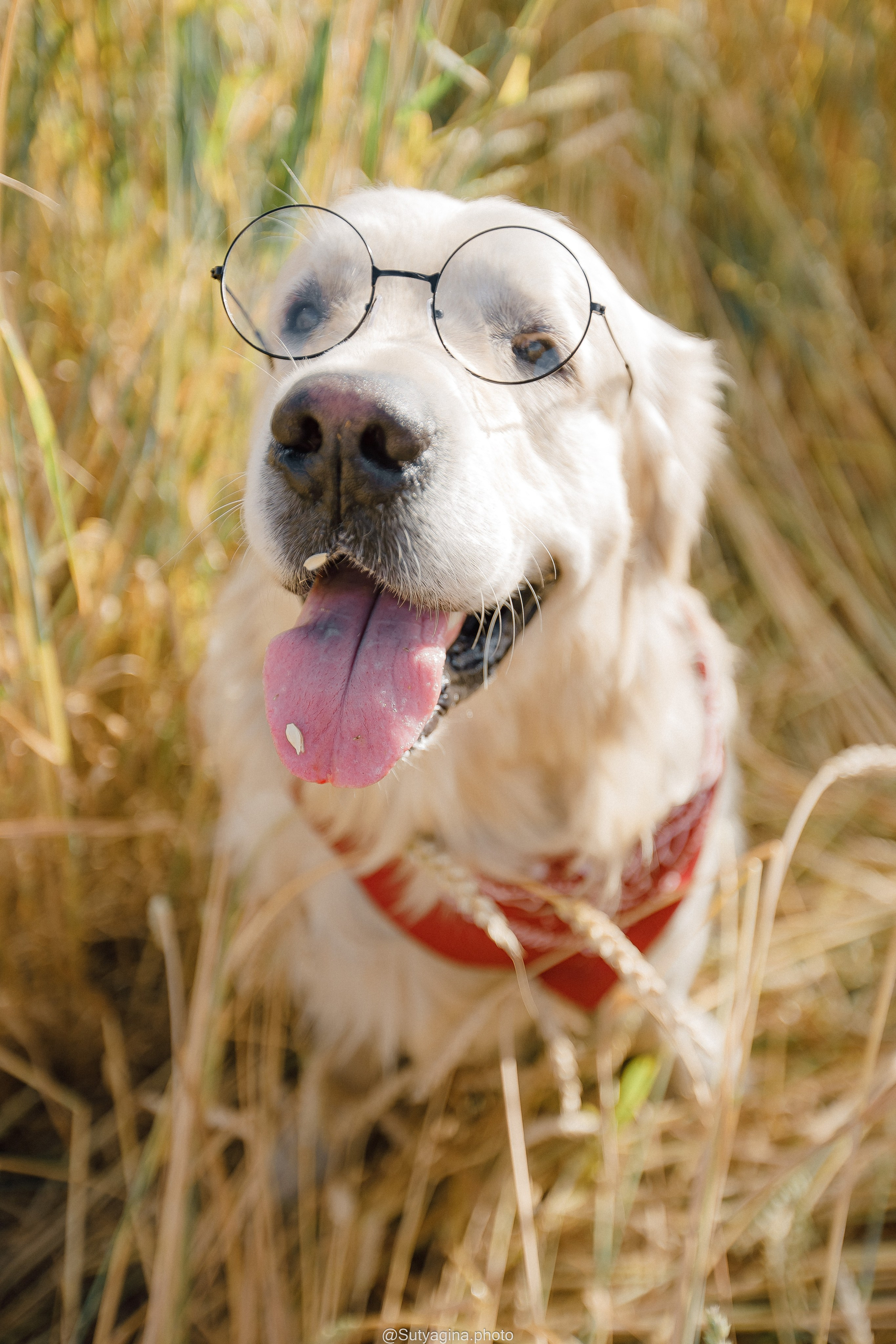 Золотистый ретривер Снежик. Свадебный и женский фотограф