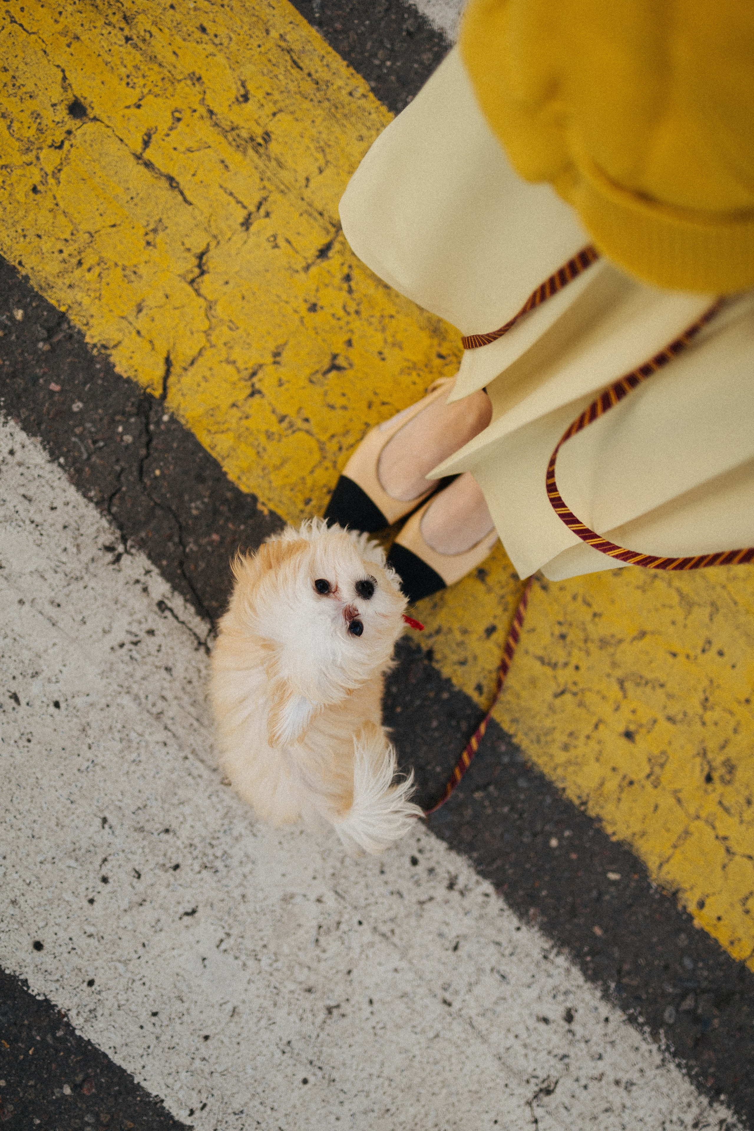 Оля и Бри. Фотораф — анималист Мария Шистка