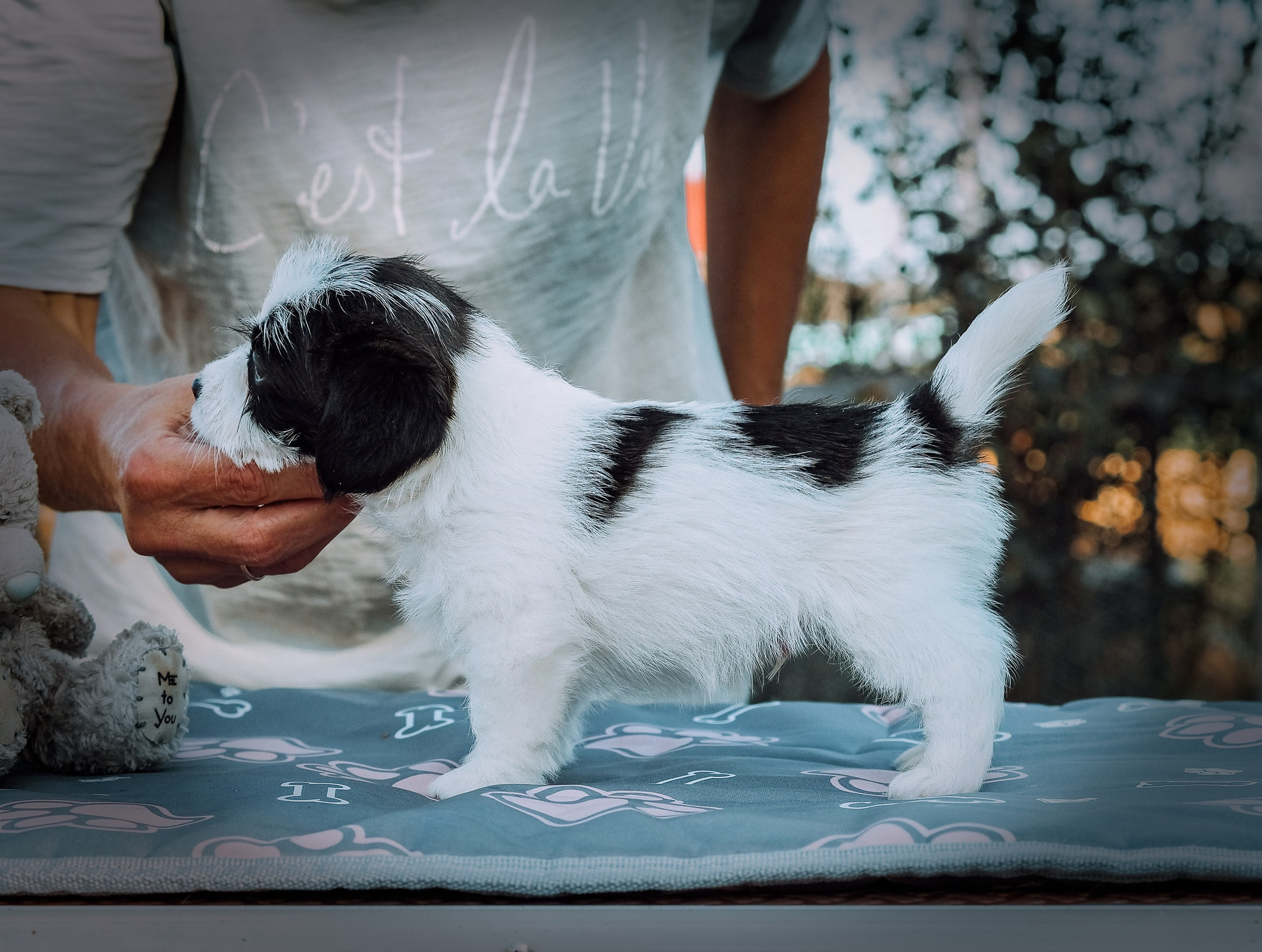 X_КОБЛ_4_БЕЛ_ЧЕРН. CANE MAESTRO — kennel Jack Russell Terrier