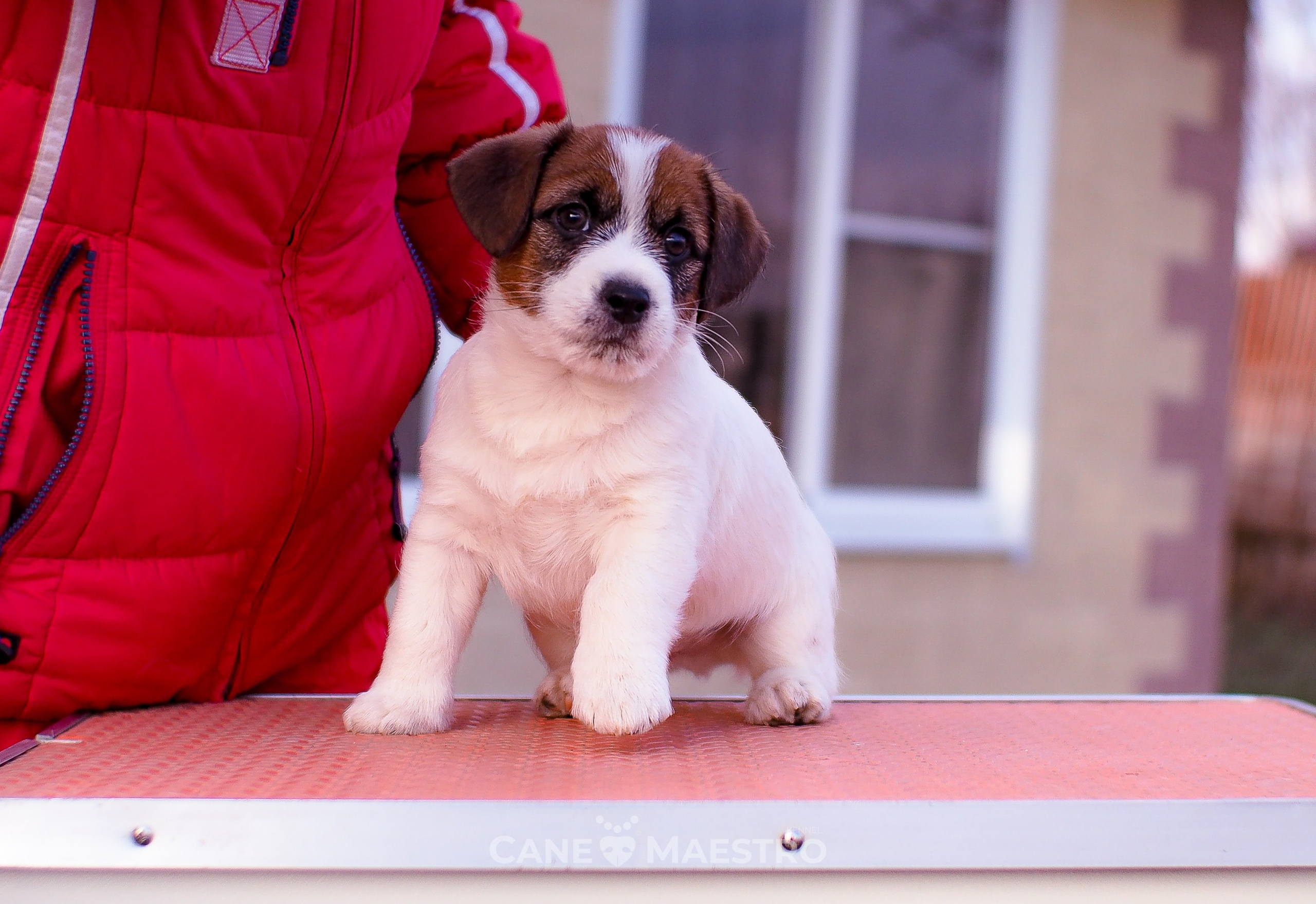 Мальчик 2. Кобель бело-рыжий. Джек рассел терьер щенок. КАНЕ МАЭСТРО — питомник Джек рассел терьеров
