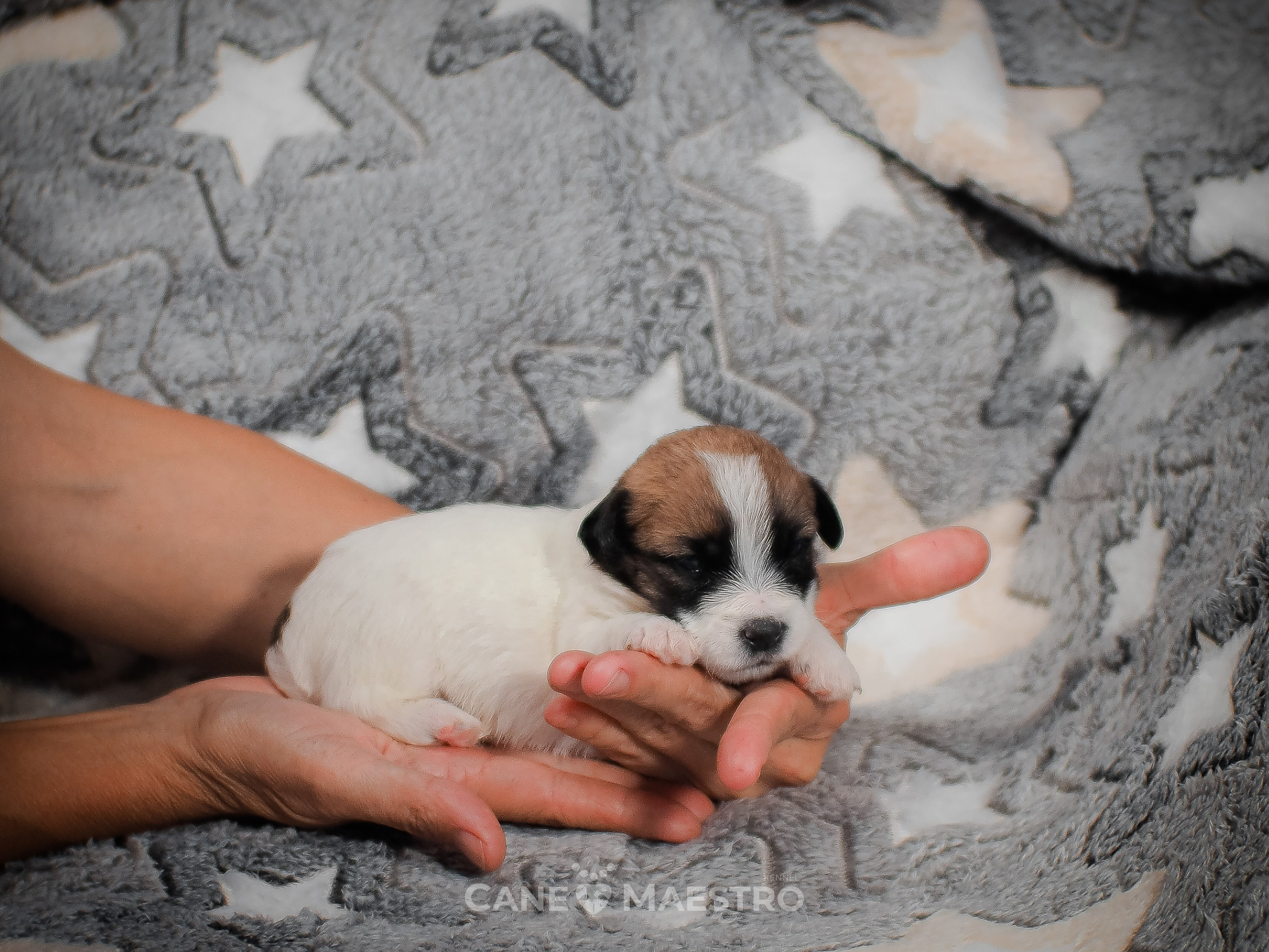 КОБЛ_5_БР_27. CANE MAESTRO — kennel Jack Russell Terrier