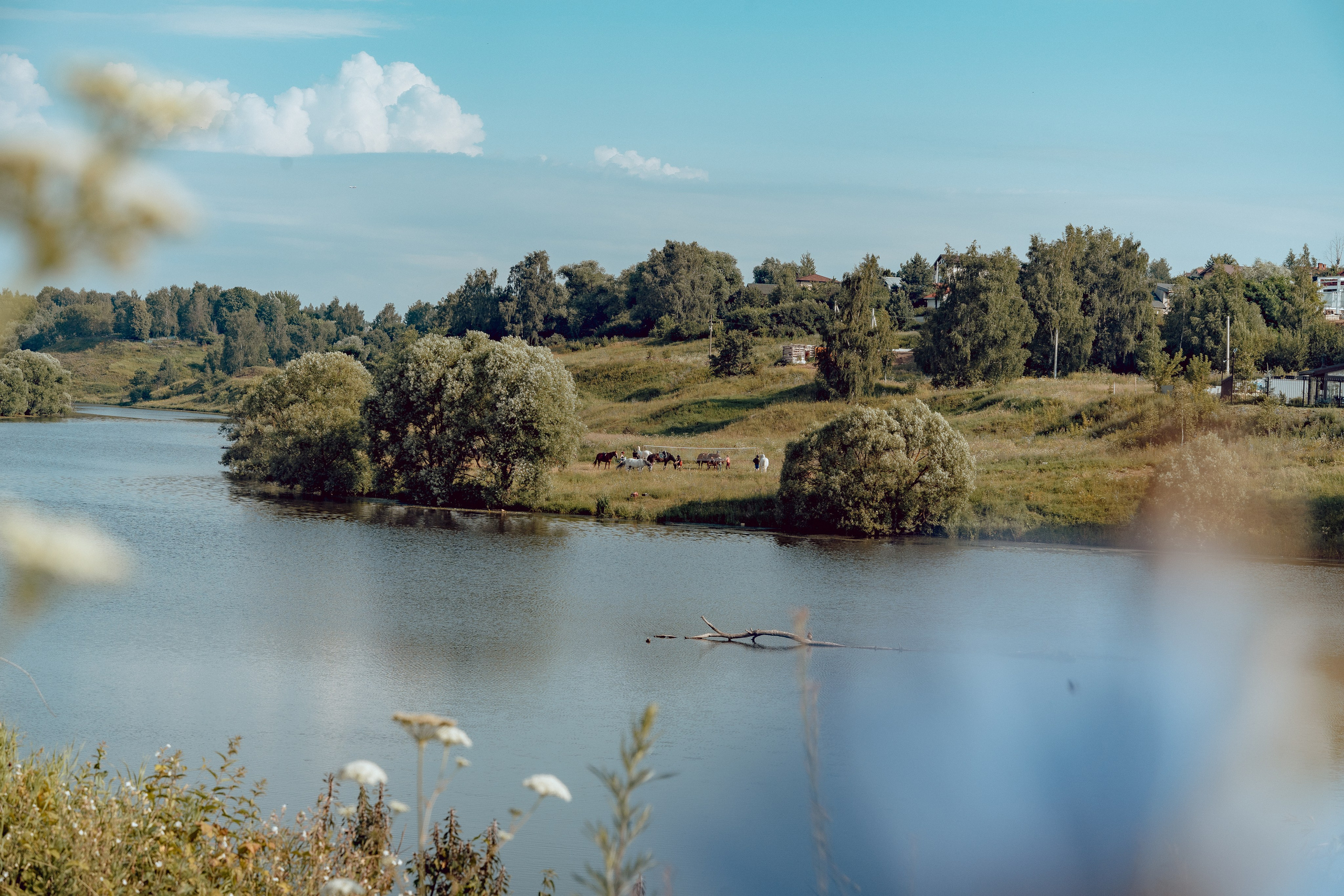 Купание лошадей 05.07.2024. Портретный и семейный фотограф в Москве/Видное