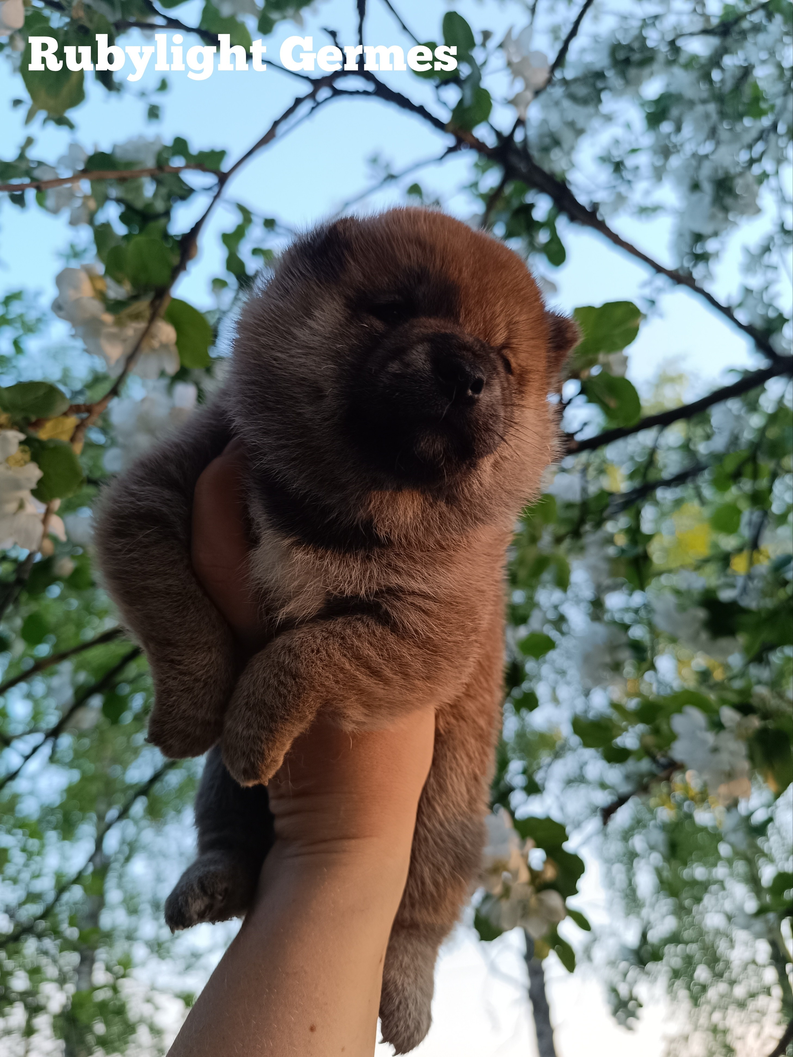 Сиба Rubylight Germes питомник Рубилайт