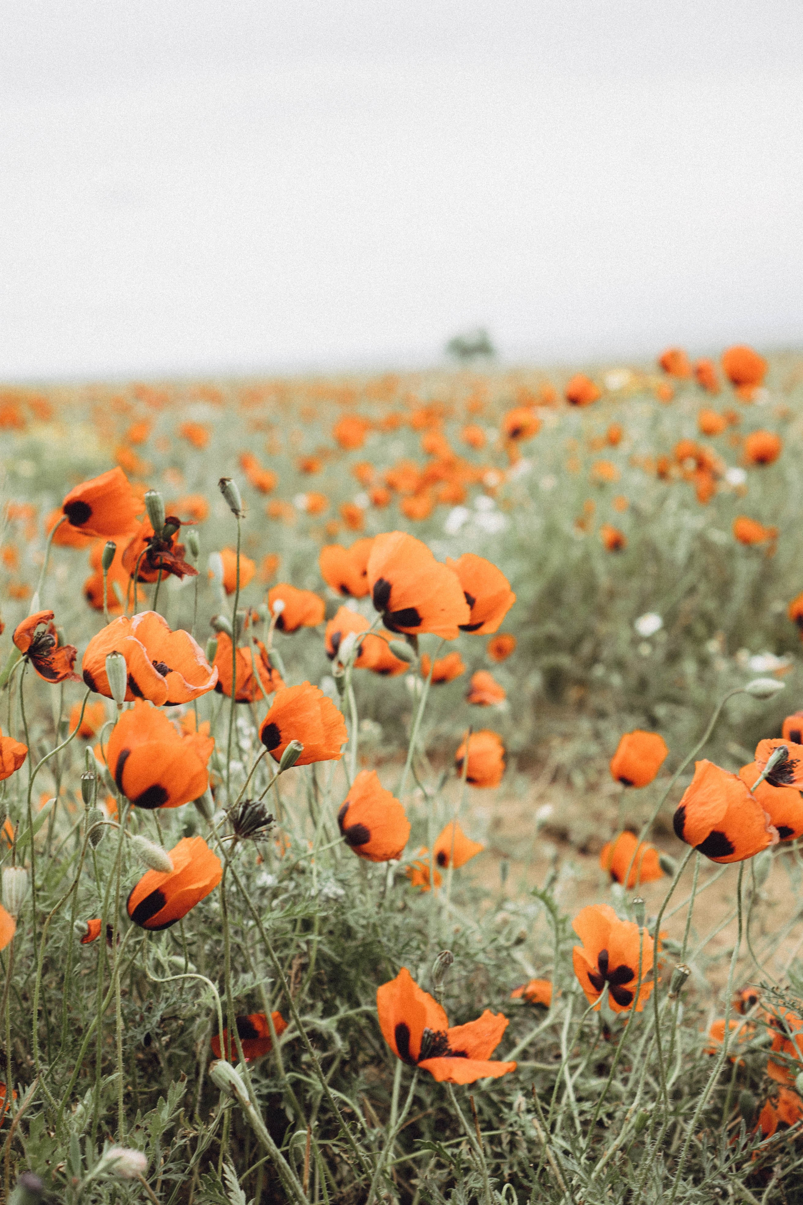 Кавказ. Профессиональный фотограф, Санкт-Петербург — Виктория Богомолова
