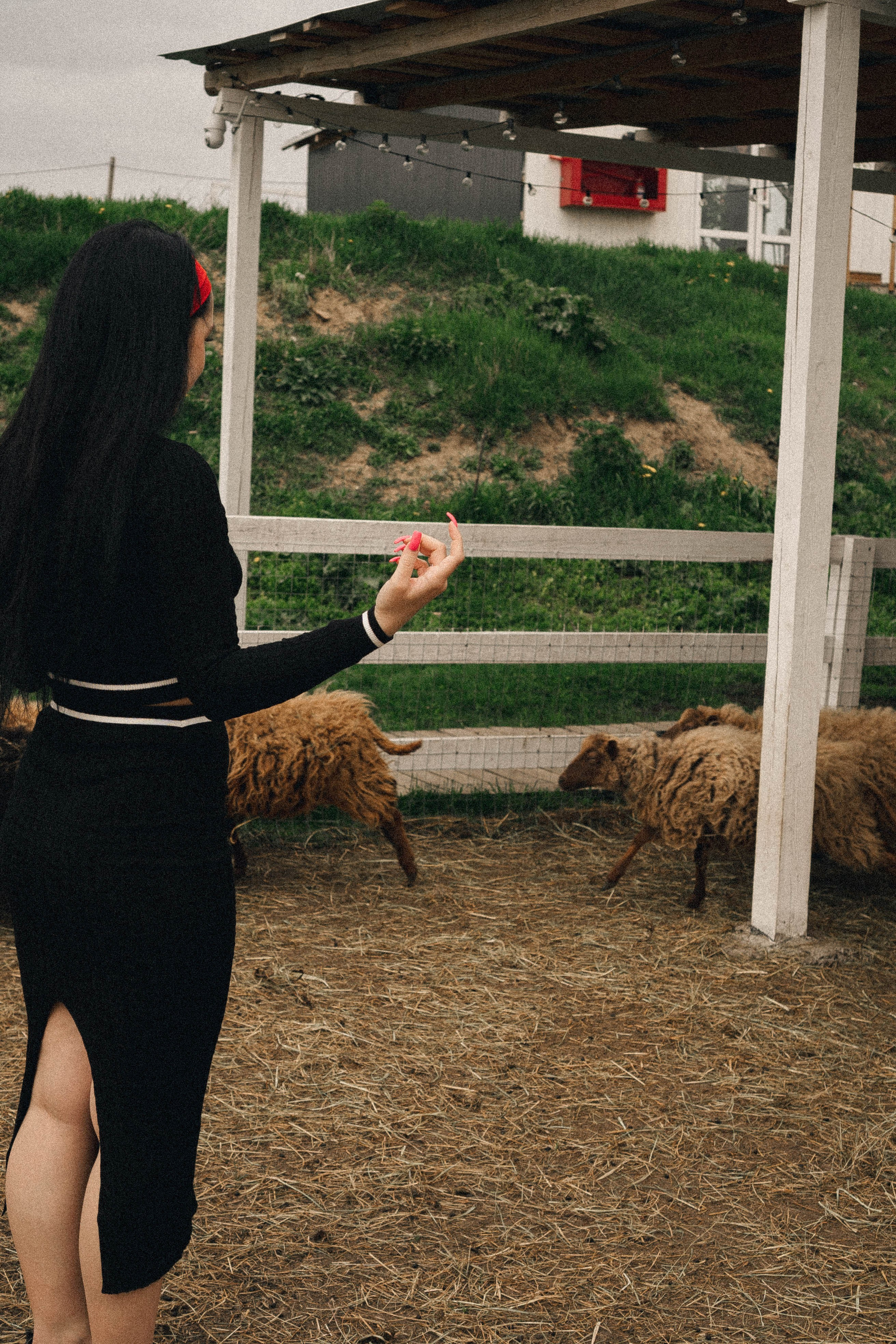 Ферма Альпак. Профессиональный фотограф, Санкт-Петербург — Виктория Богомолова