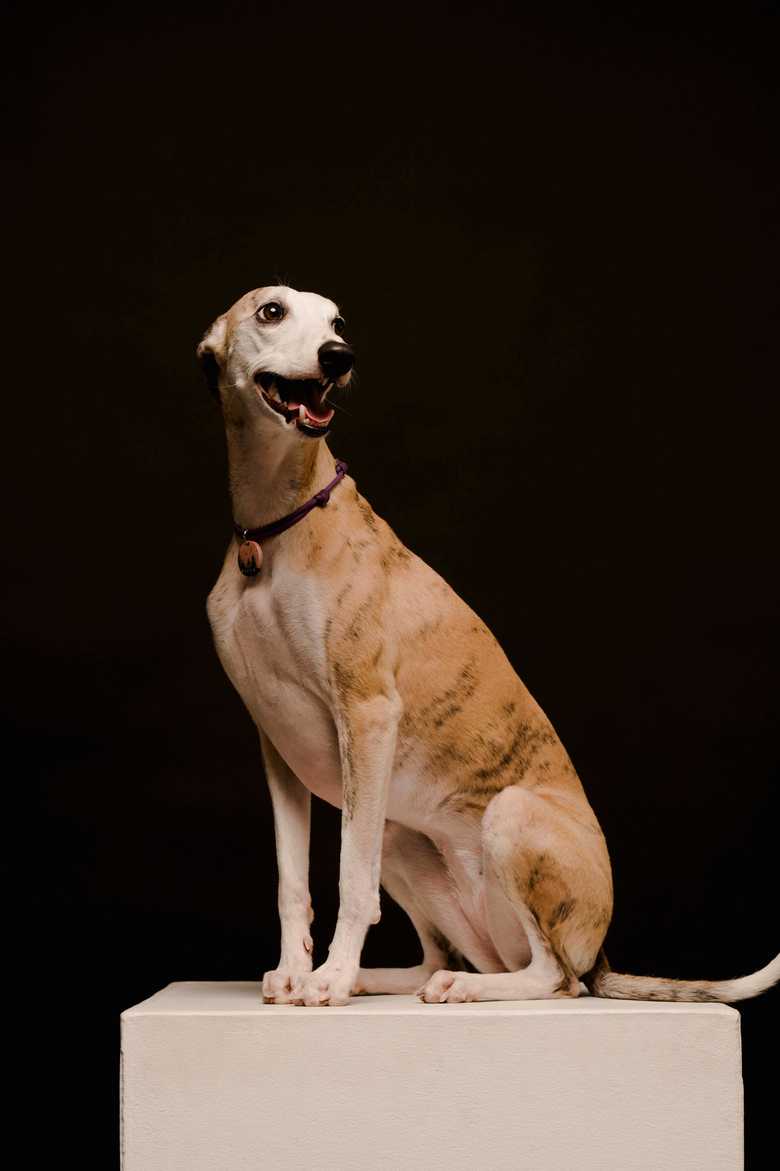 Карма. Фотограф- анималист Александра Матвеева