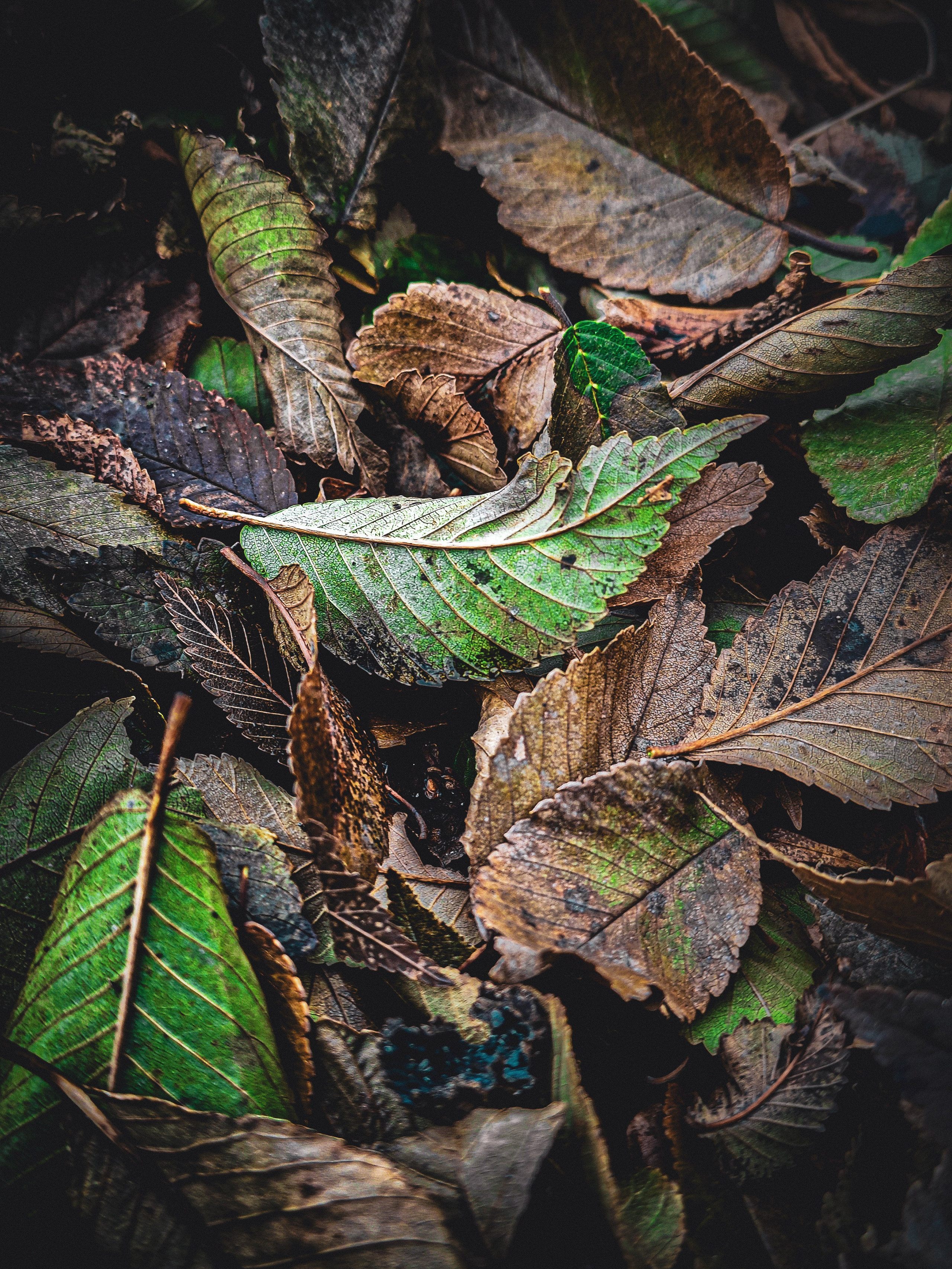 Осенние листья. Игорь Урывский. Фотограф Красноярск