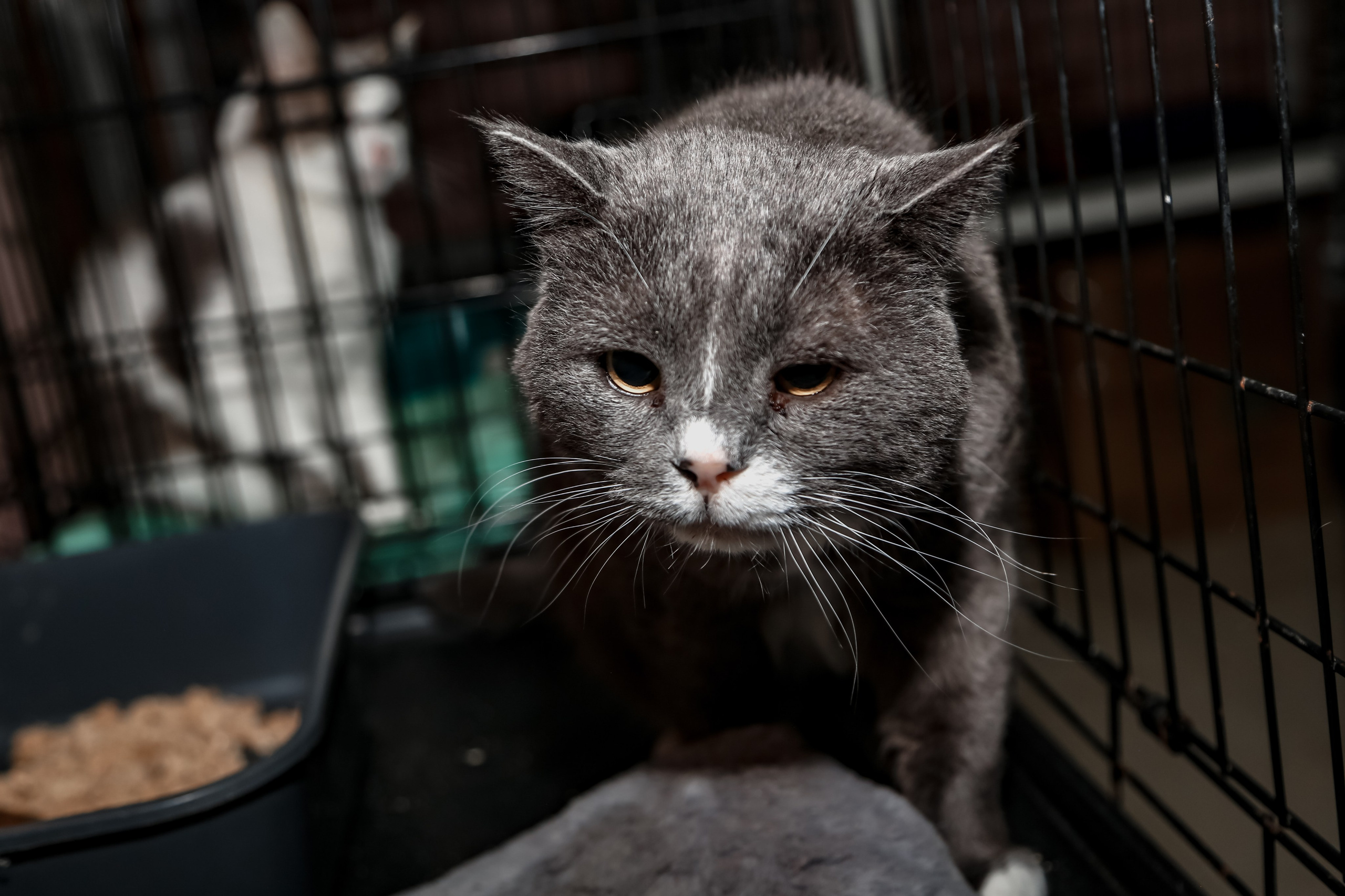 Приют Кошкин Дом Филимоша. Ваш фотограф в Оренбурге Рощупкина Екатерина