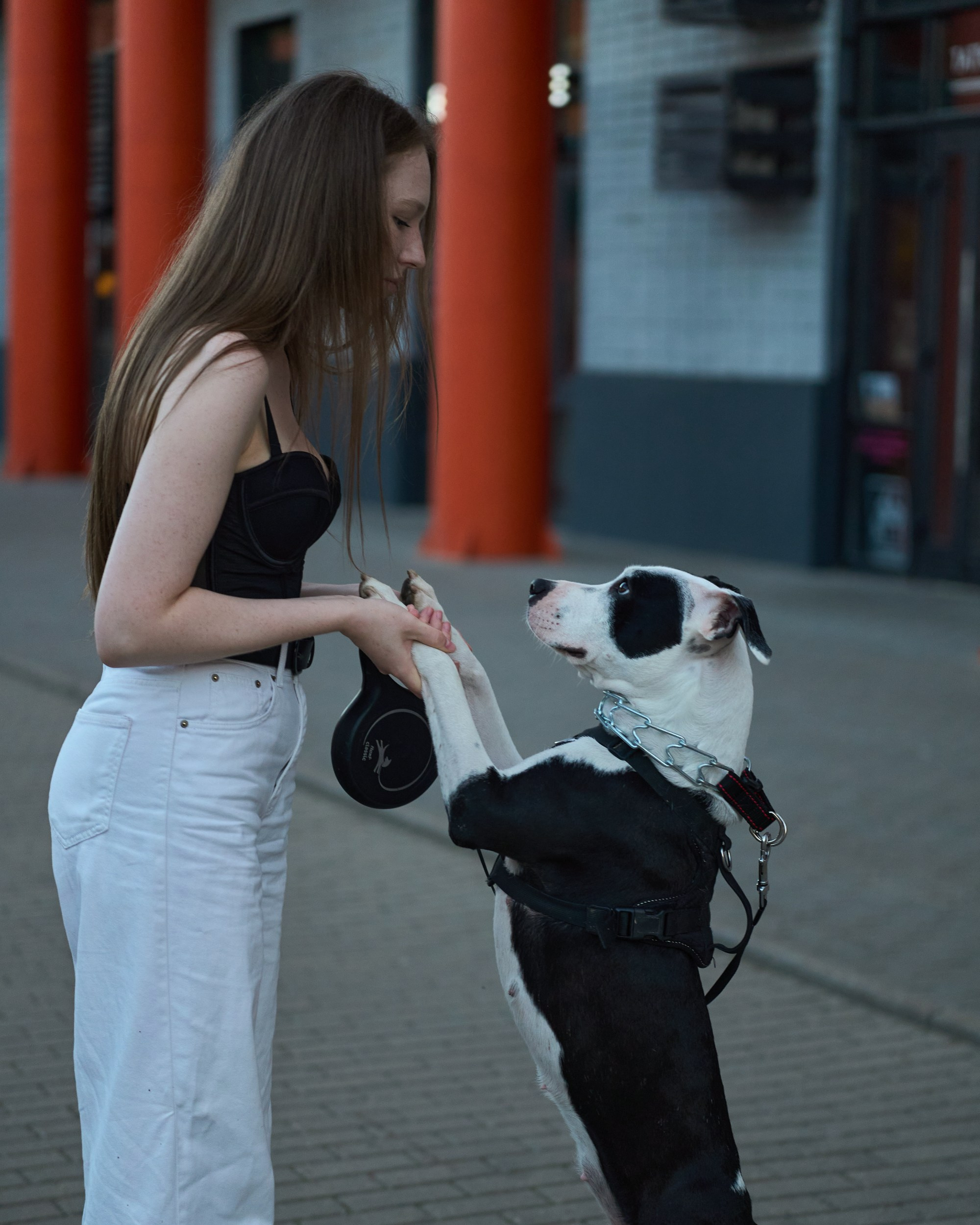 Чёрно-белый амстафф в чёрной шлейке на поводке стоит на задних лапах и смотрит вверх на хозяйку в Туле — фотосессия собаки на природе, фотограф Кураков Максим