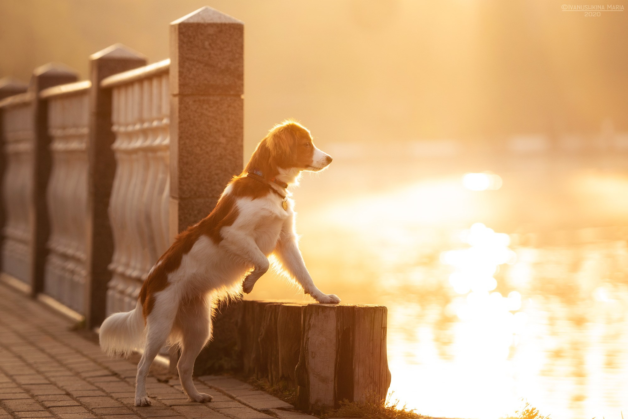 койкерхондье на рассвете