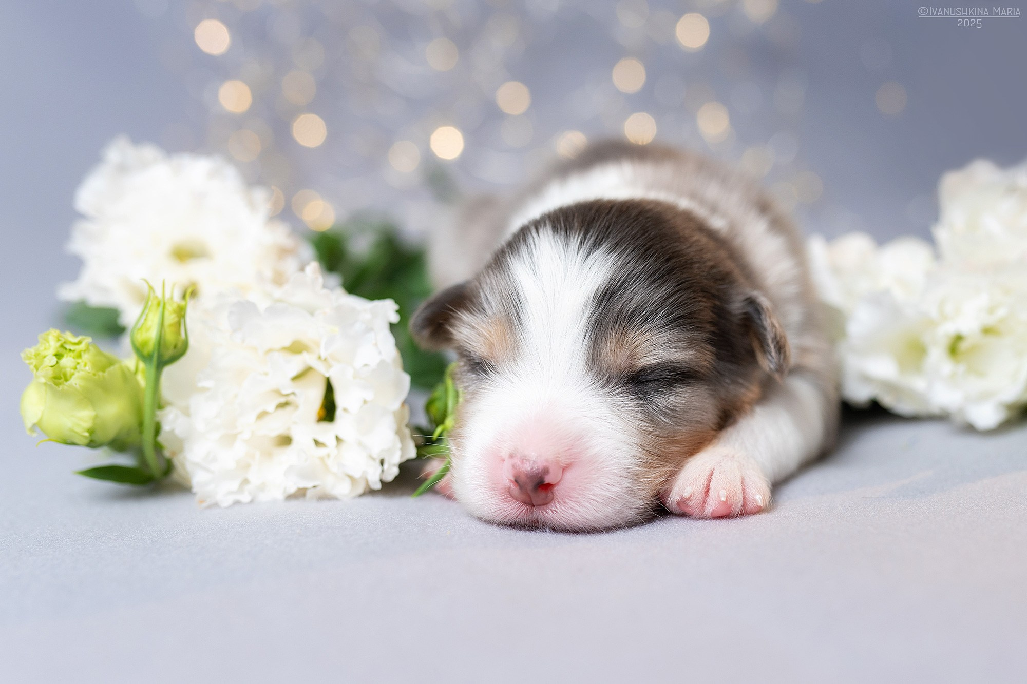 Ньюборн фотосессия щенков. Фотограф собак в Москве и Московской области Иванушкина Мария