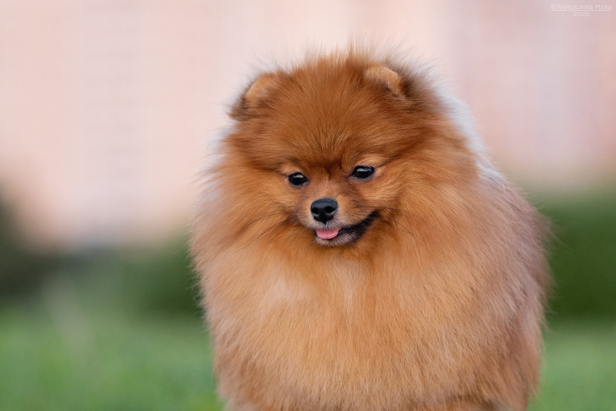 Фотограф-анималист. Фотограф собак в Москве и Московской области Иванушкина Мария