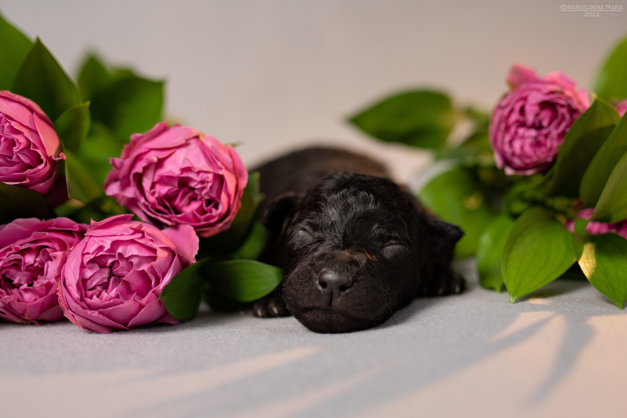 Ньюборн фотосессия щенков. Фотограф собак в Москве и Московской области Иванушкина Мария