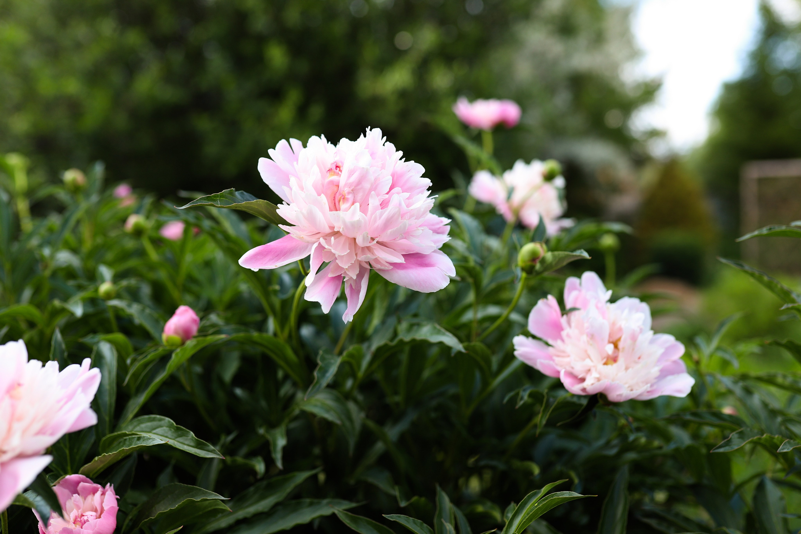 Садовый центр. Фотограф Эмилия Сафиуллина