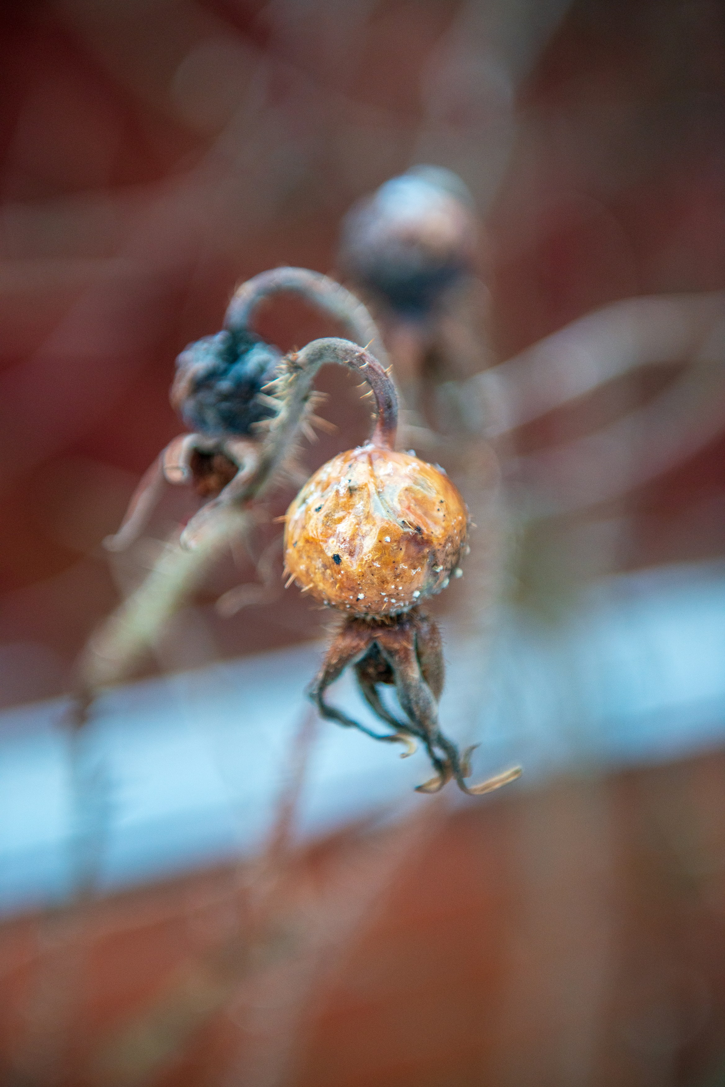 Landscape, nature, plants, details of the world around us. Personal website of photographer Dmitry Raikin