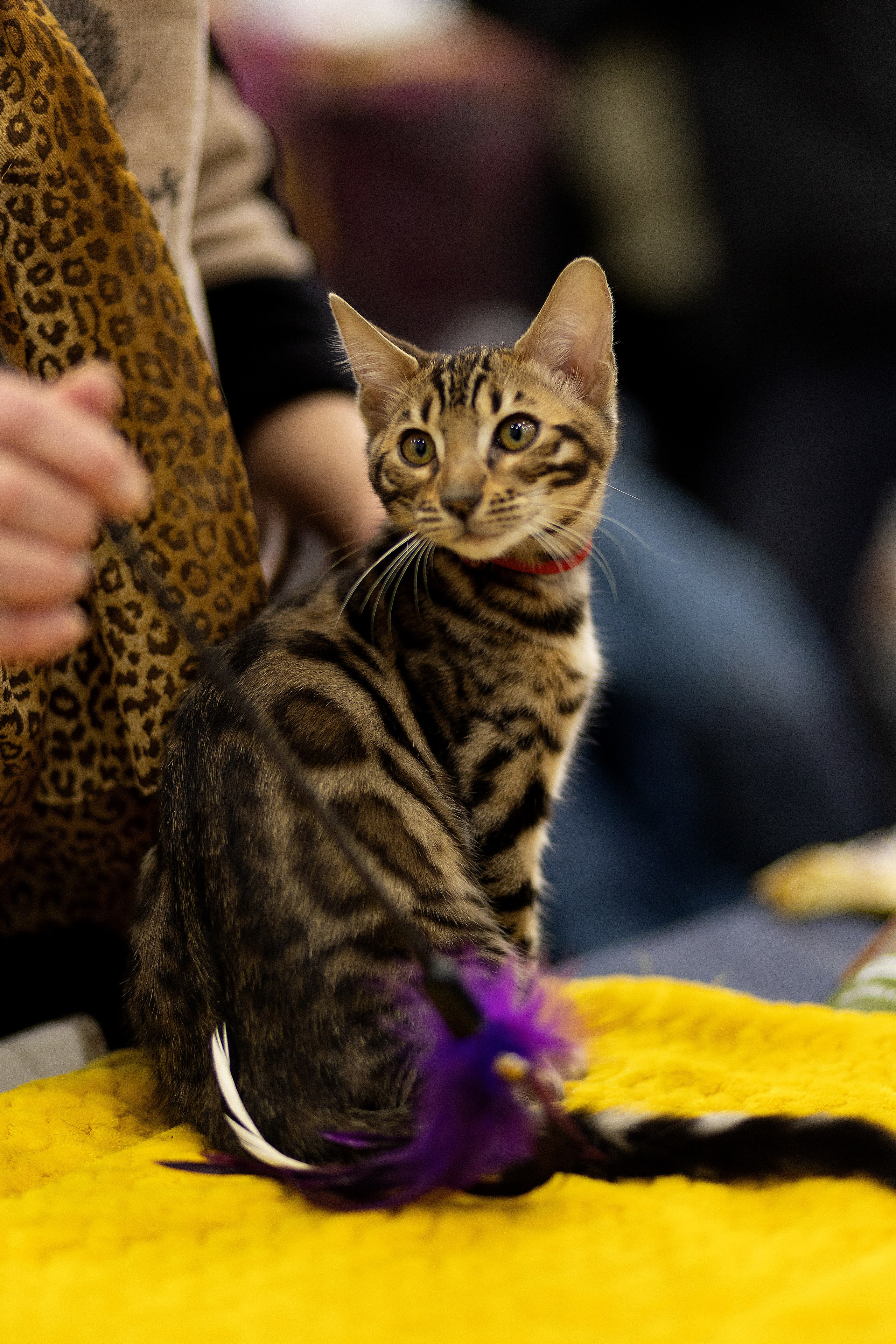 Анималистика