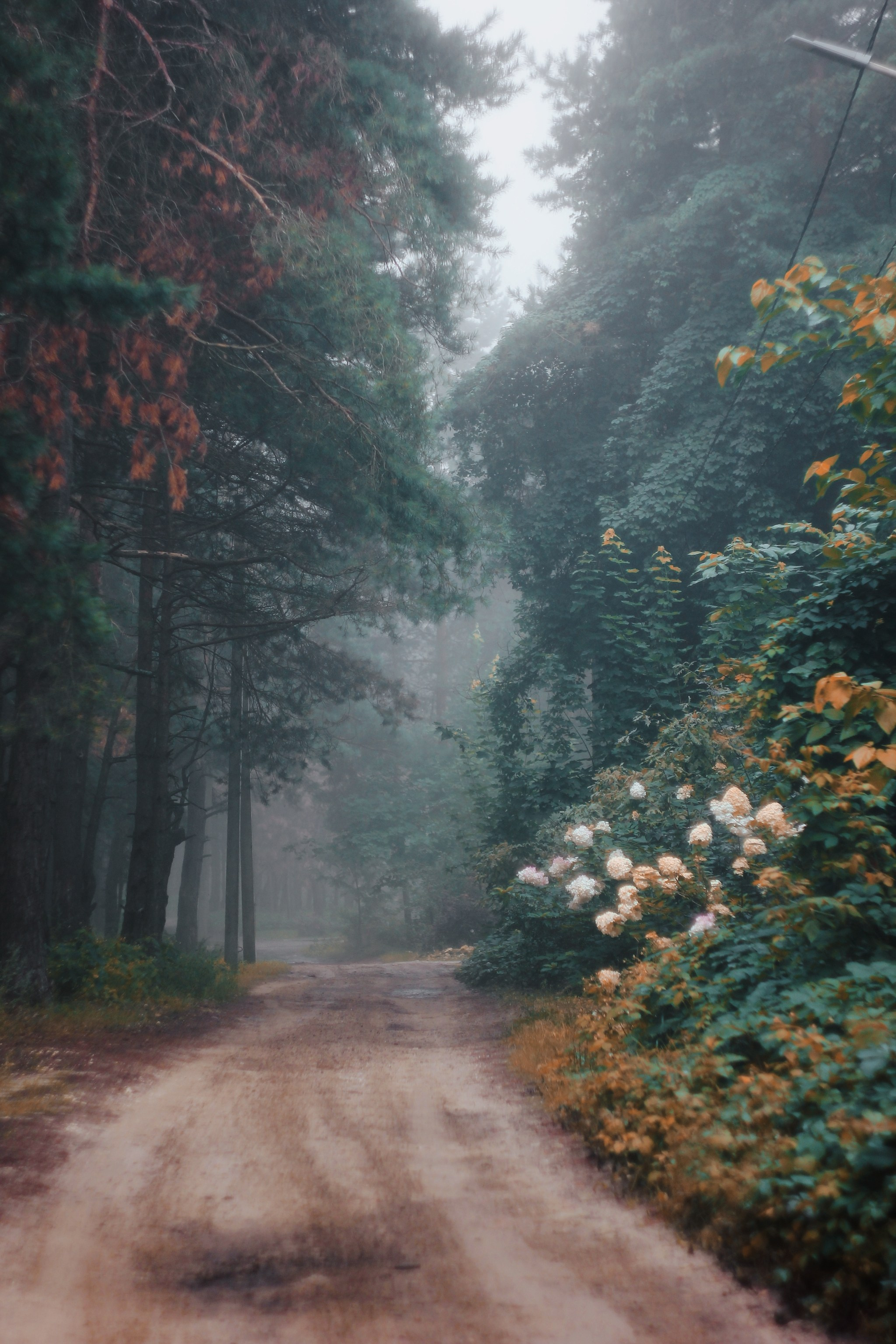 Меланхолия августа. С любовью, фотохудожник