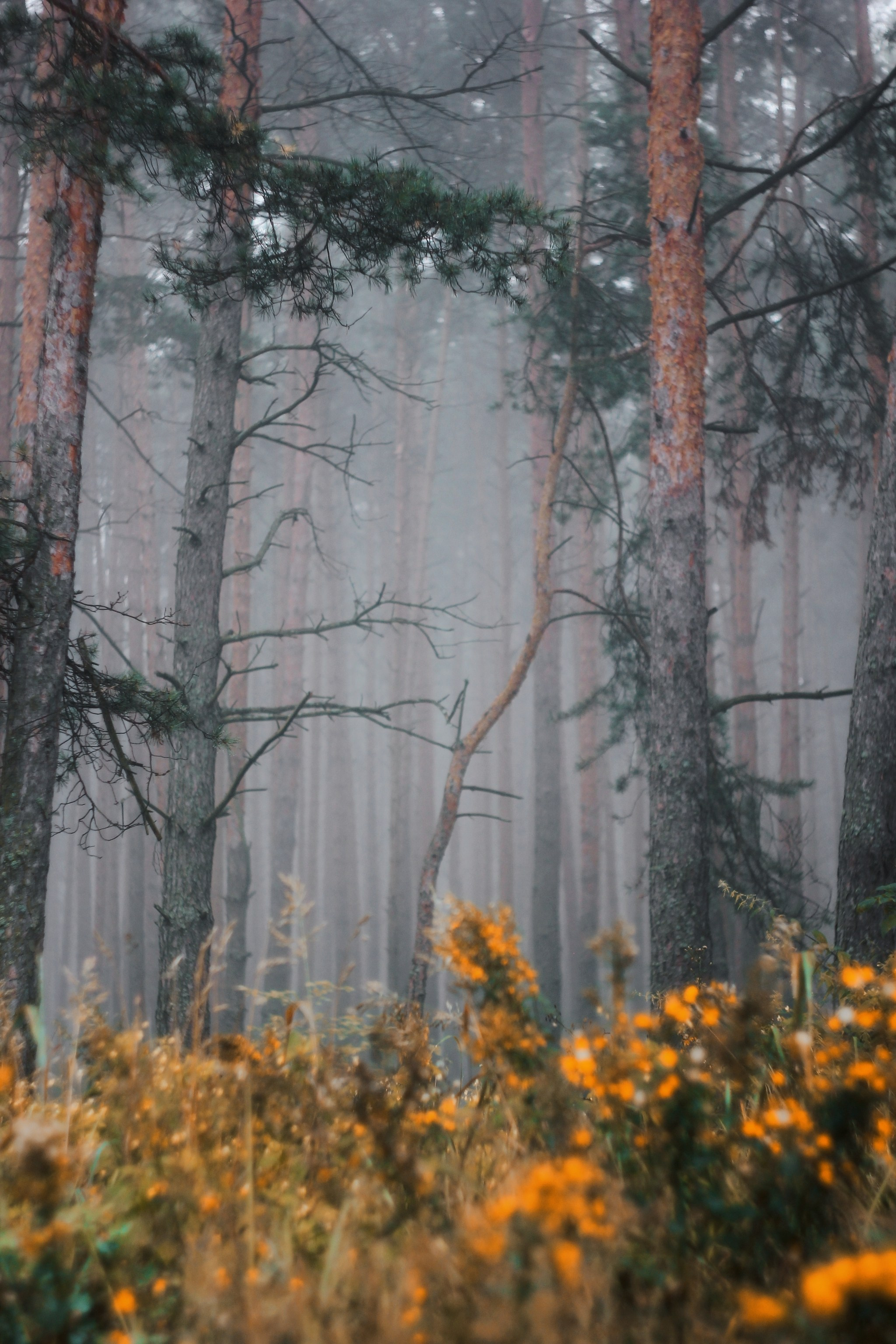 Меланхолия августа. С любовью, фотохудожник