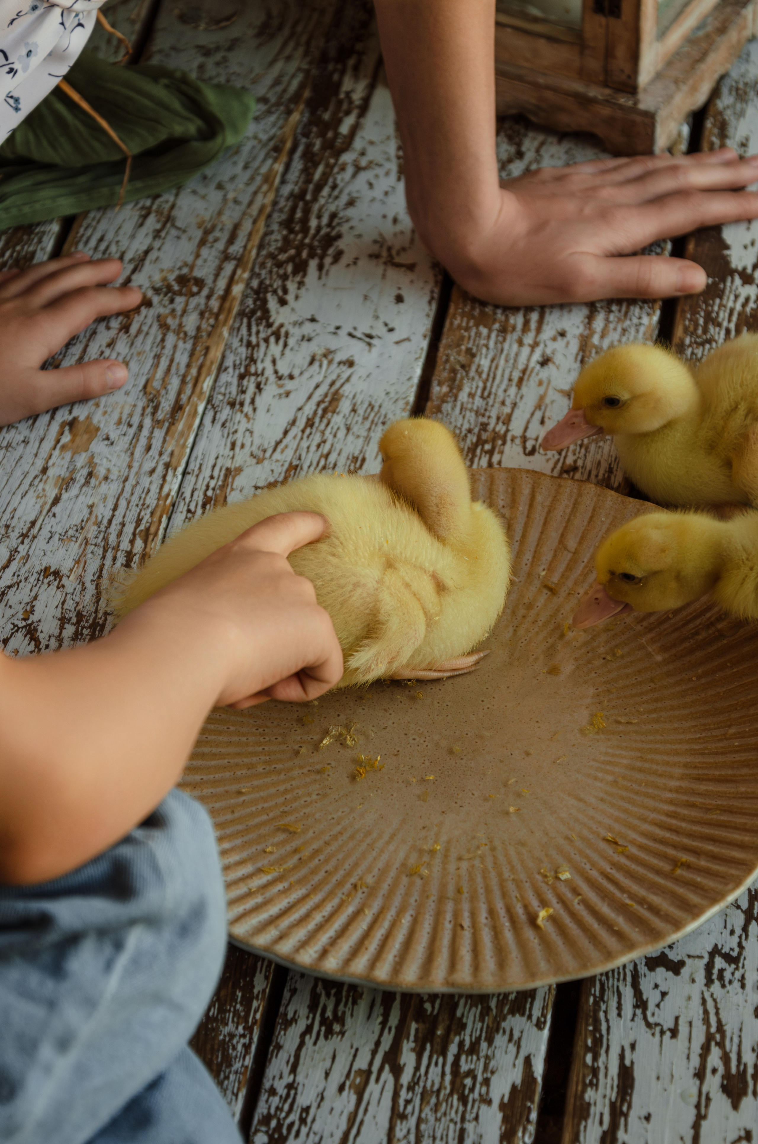 Маленький фермер. Фотографы в Тюмени Андрей и Лидия Войвод