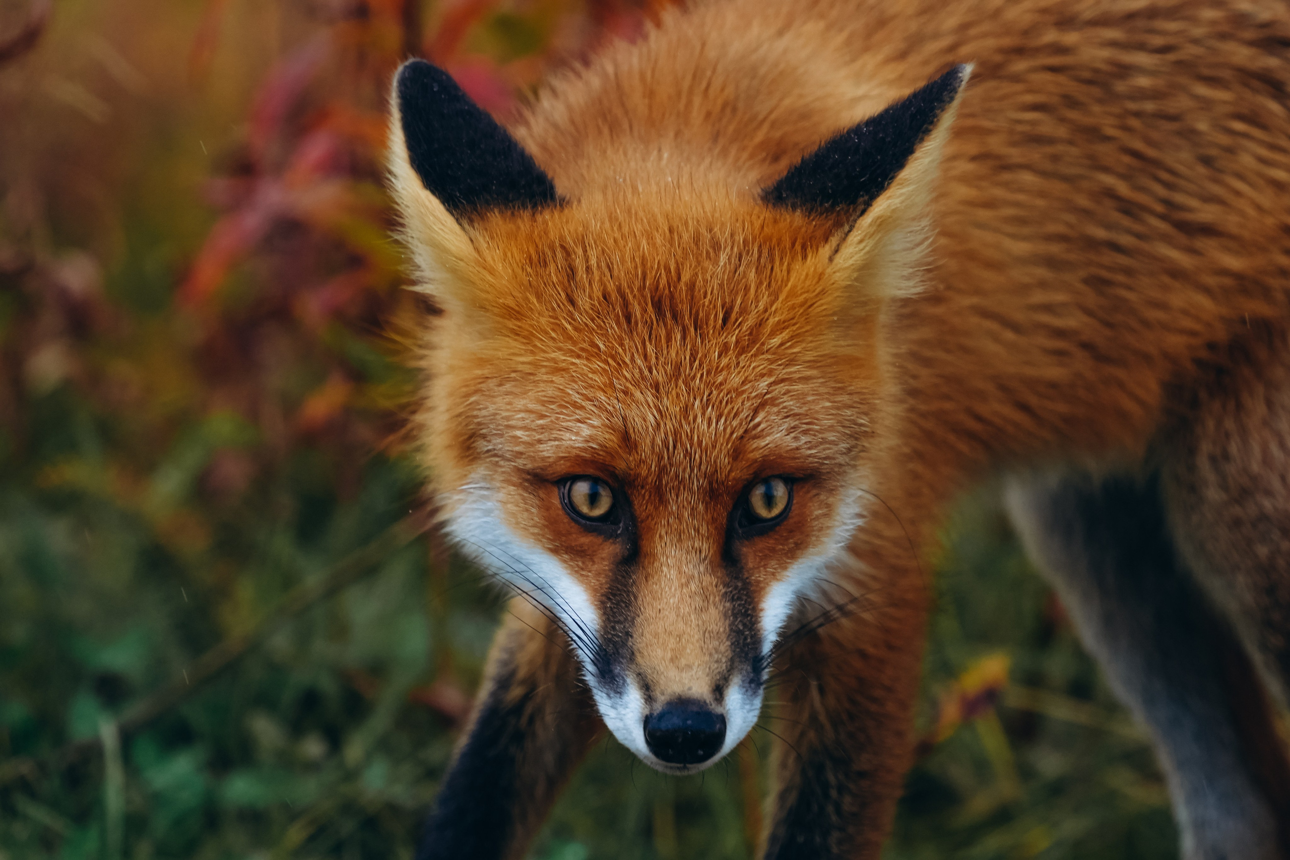 СЕВЕР. Event фотограф Степанова Александра