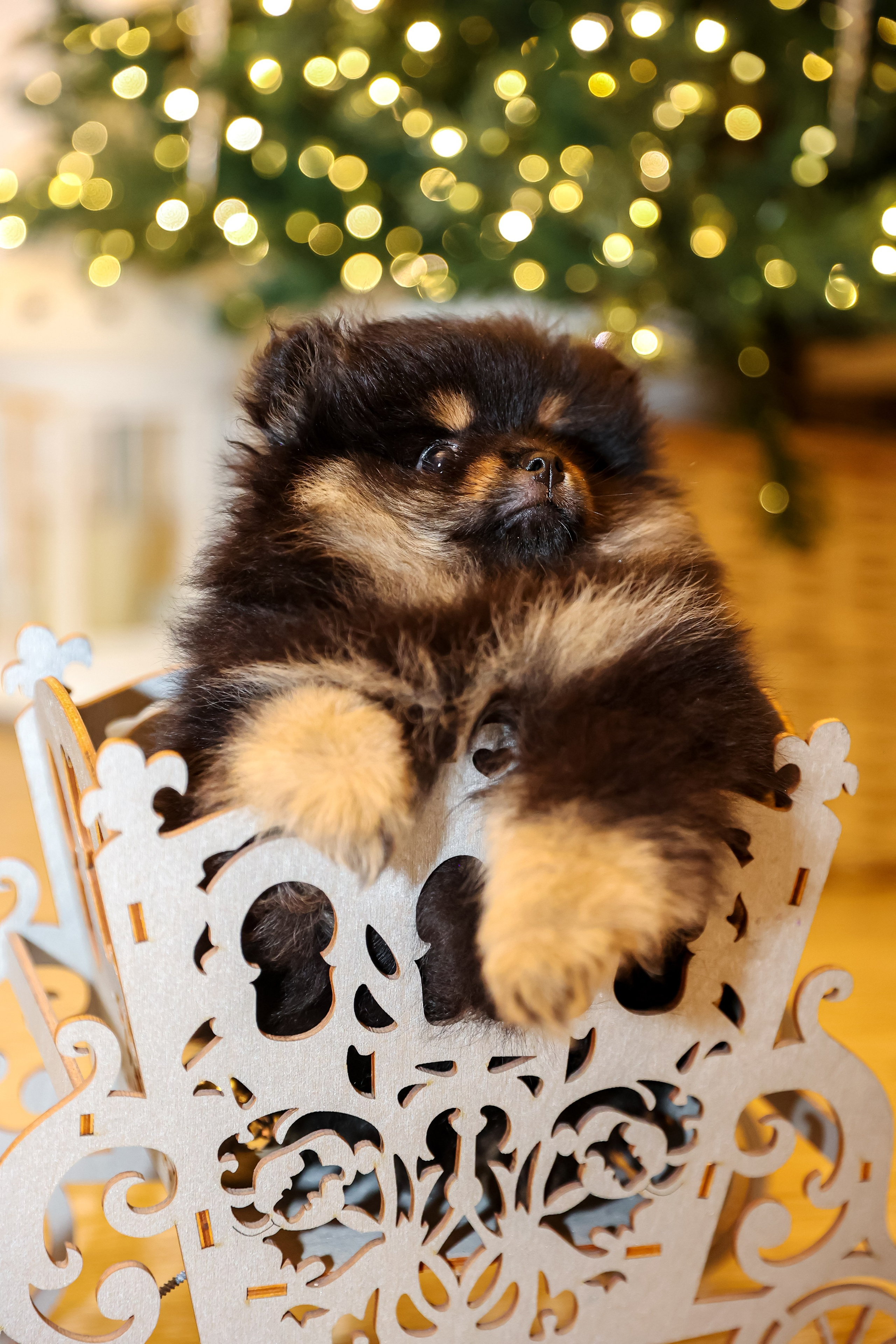 Съемка щенков шпица. Фотограф — Татьяна Кириллова, г. Санкт-Петербург