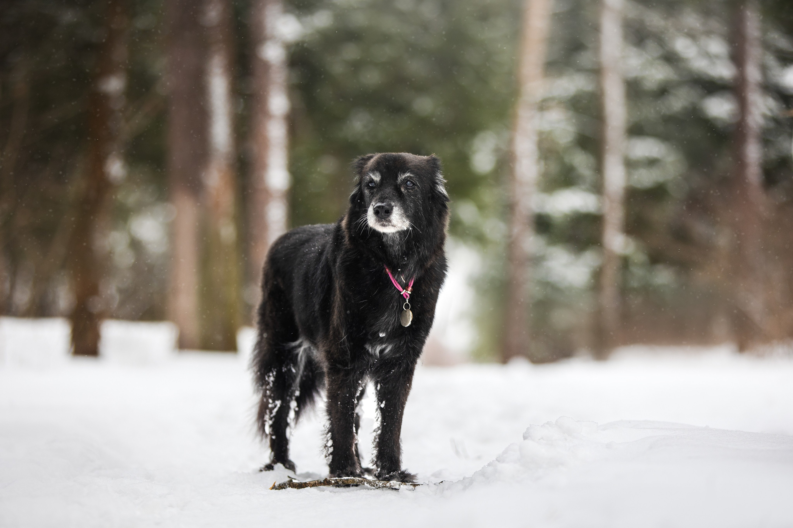 Валя, Варя и Лада. Фотограф анималист в Москве Майорова Евгения