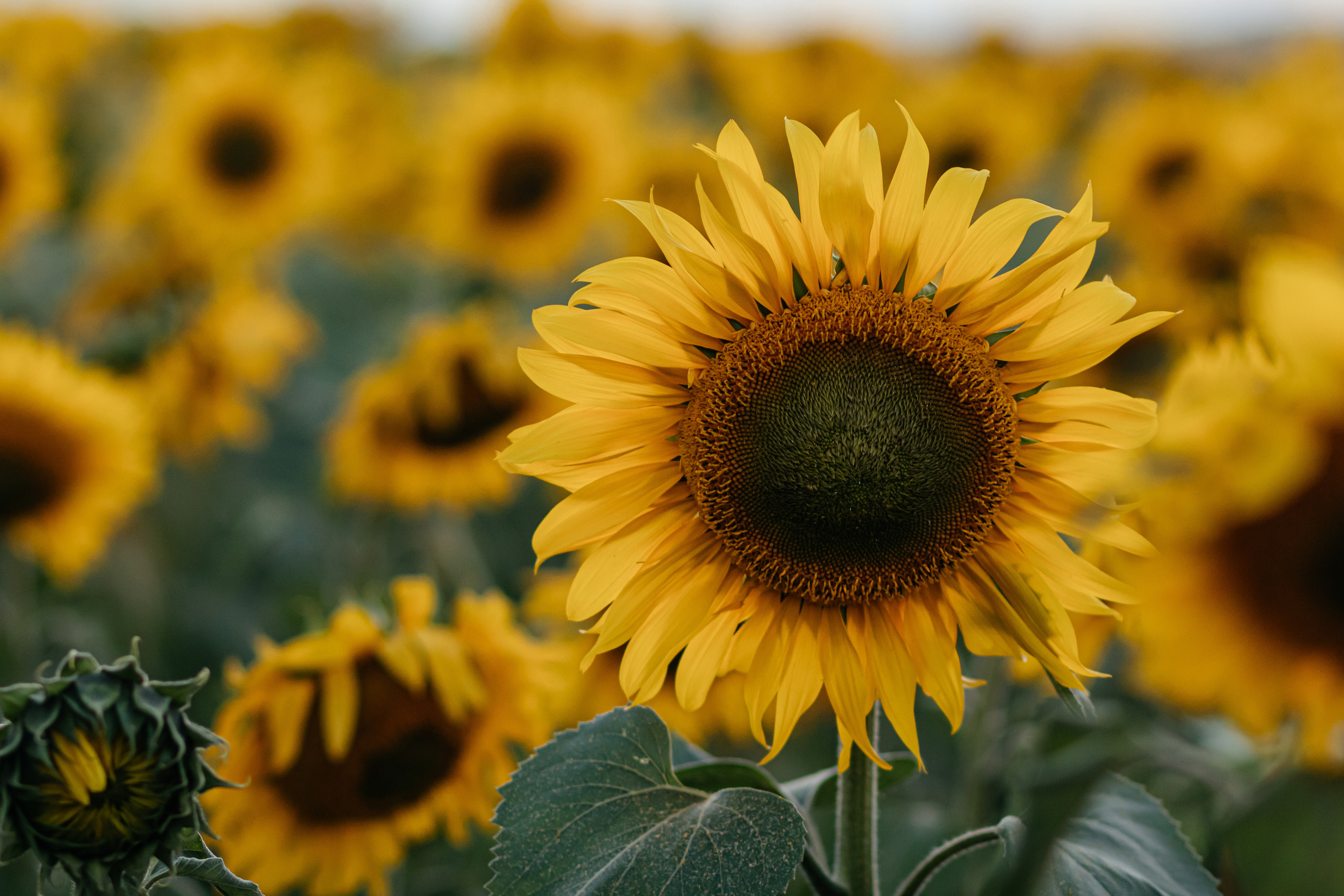 Август. Поля. Семейный фотограф в Минске Приболовец Светлана