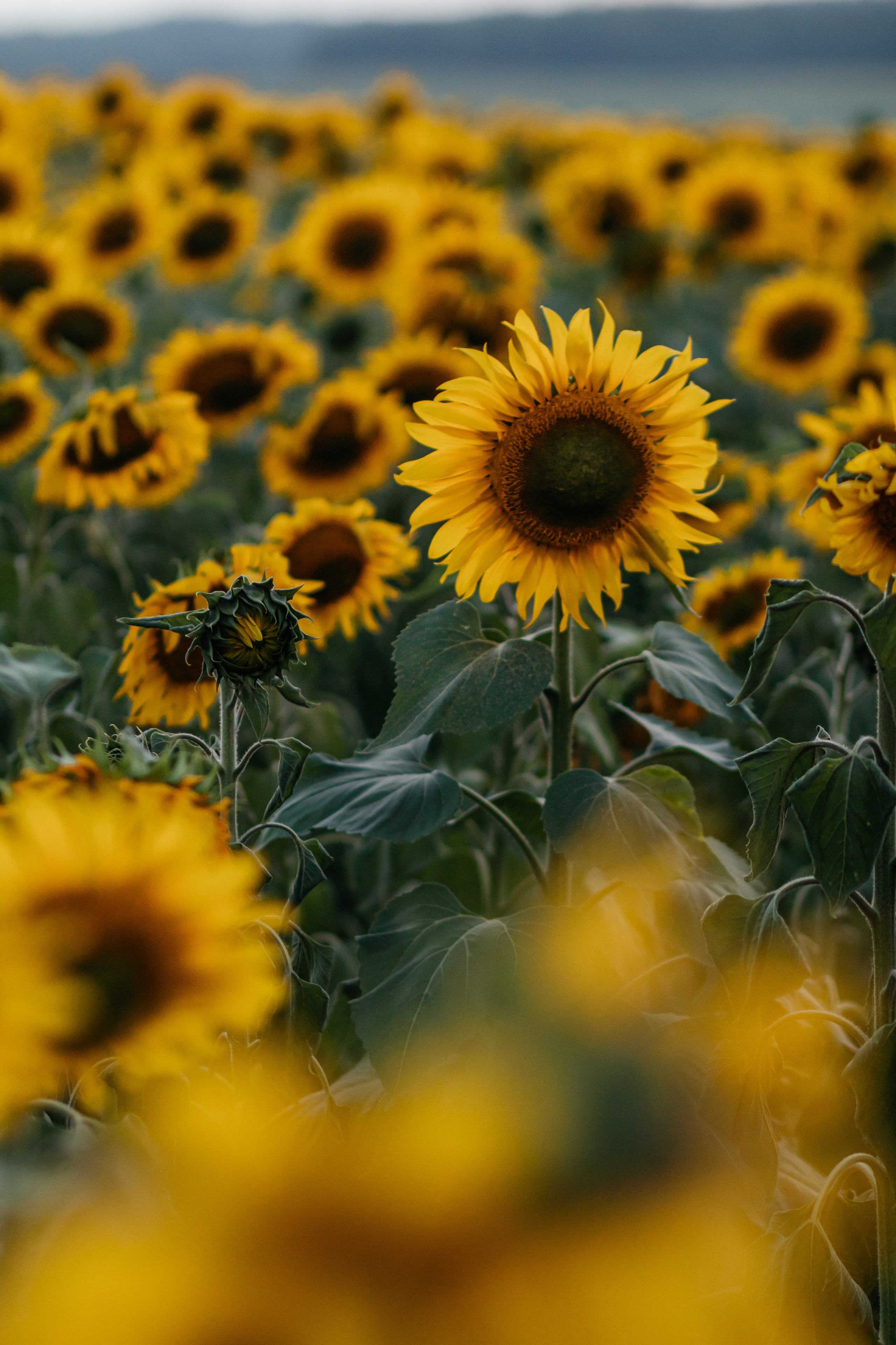Август. Поля. Семейный фотограф в Минске Приболовец Светлана