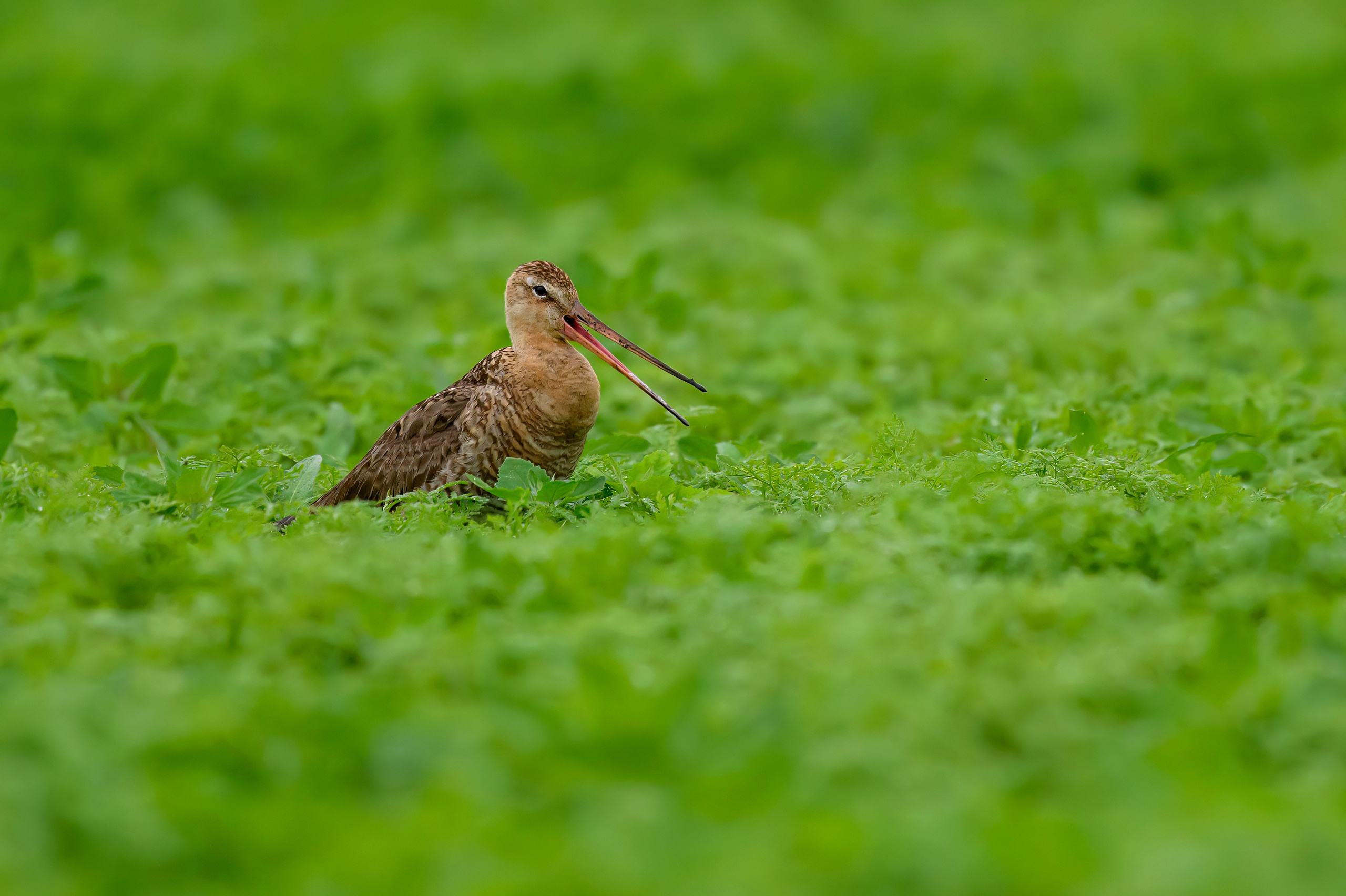 Веретенник. Фотограф Сергей Пупонин