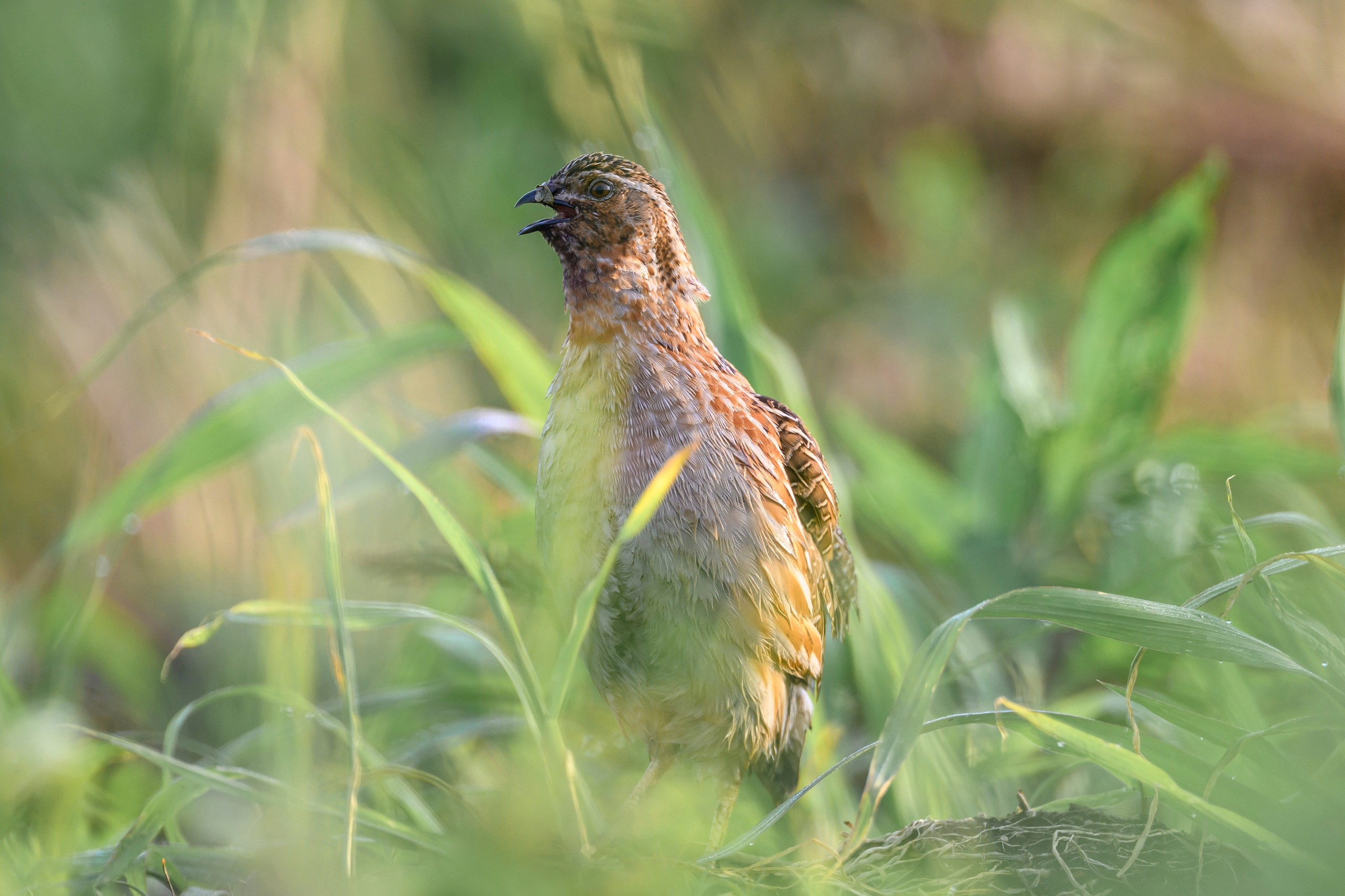 Перепела и коростель. Фотограф Сергей Пупонин