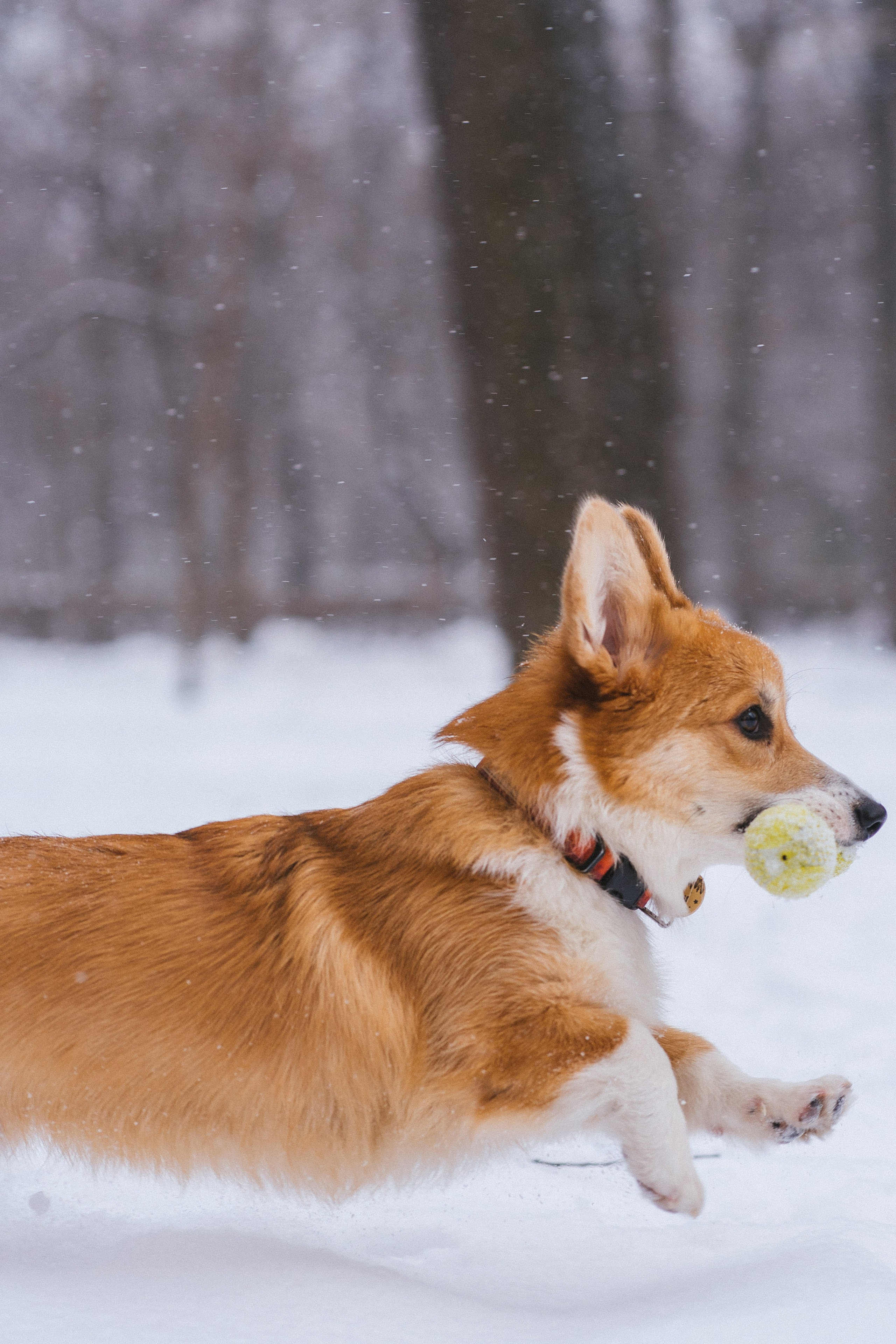Агата и Лайк. Свадебный фотограф в Москве Анна Полушина