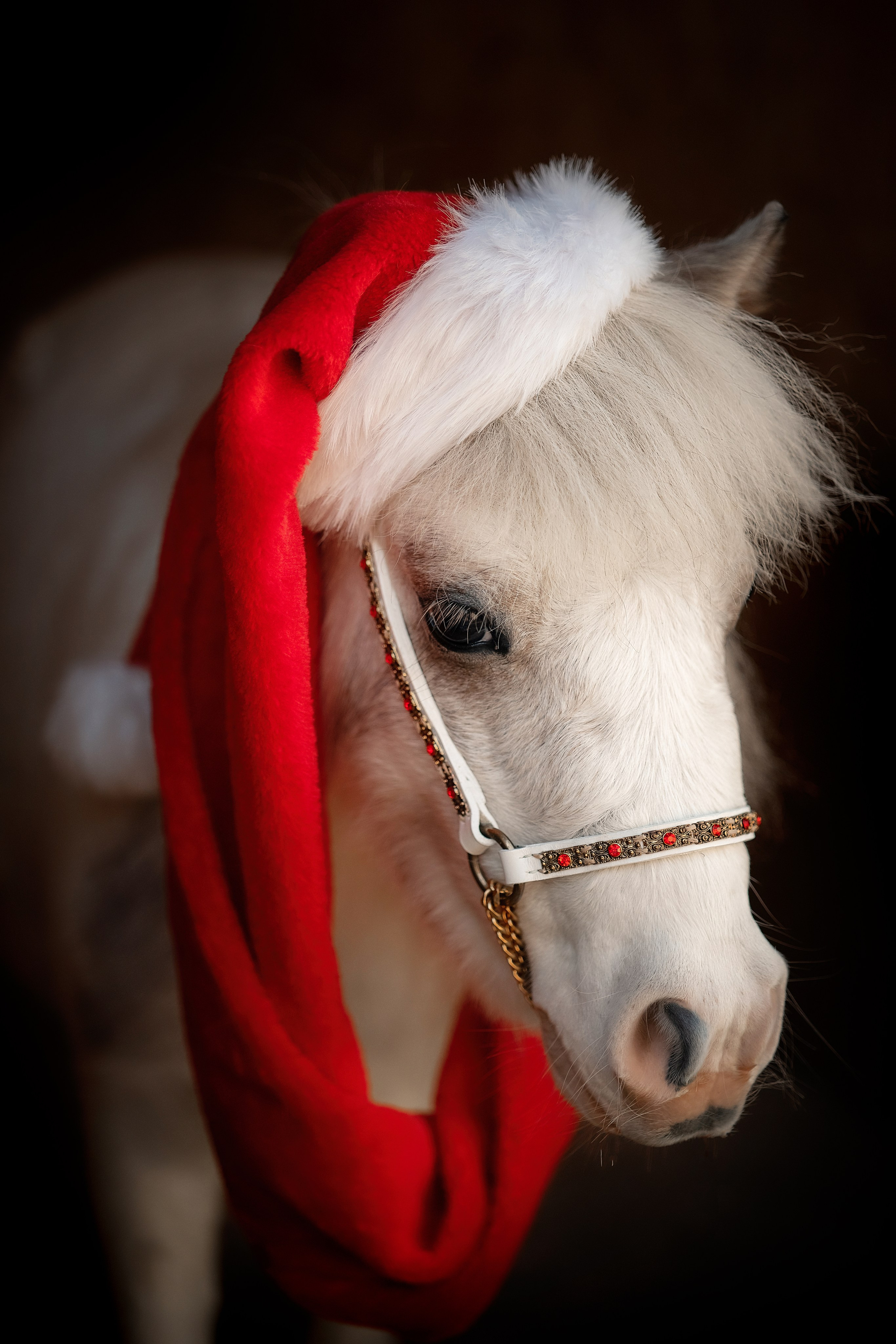 Новогодняя сказка. Художественный фотограф Анапа Александра Долбикова