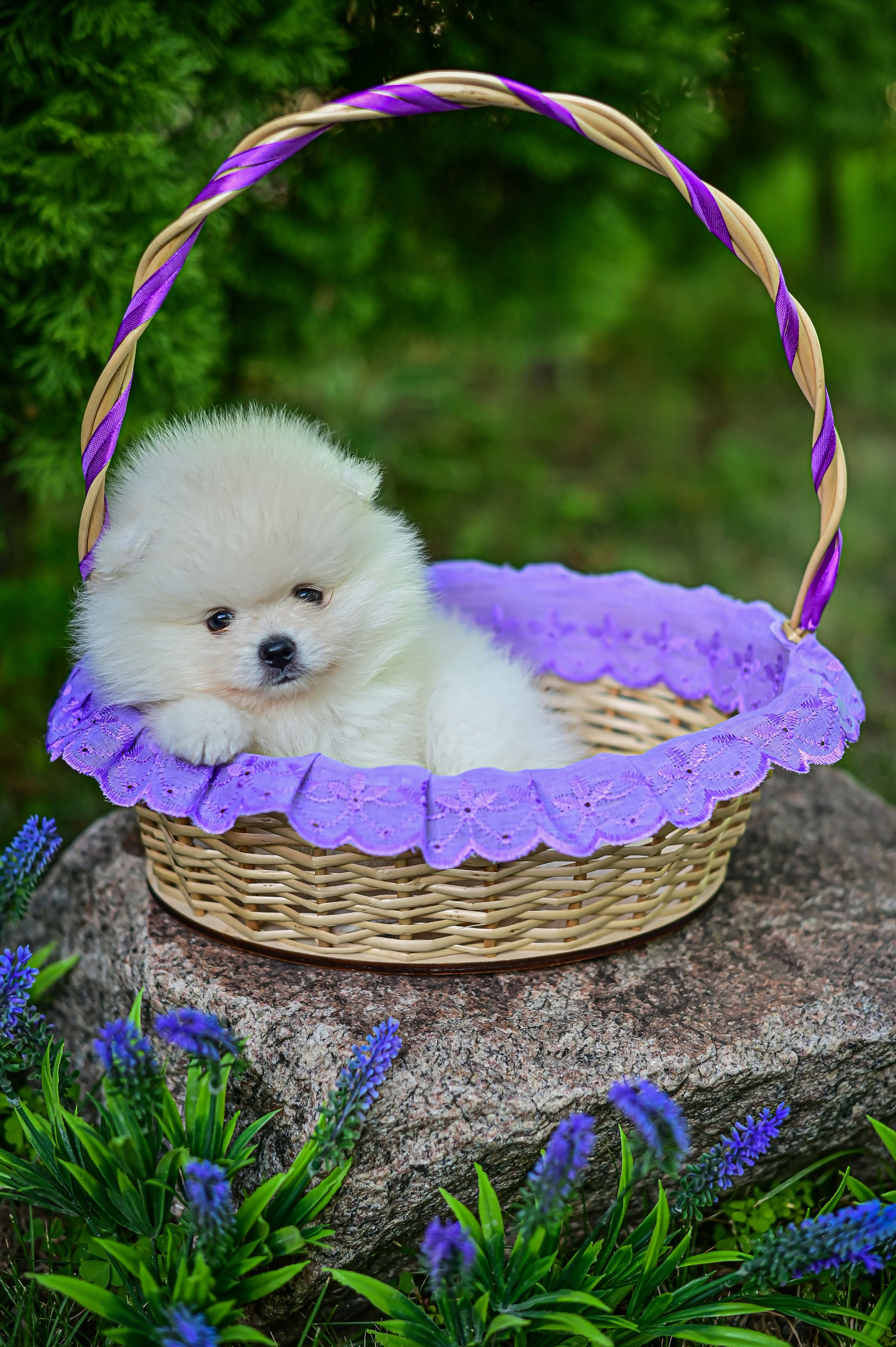 Животные. Семейный и свадебный фотограф в Донецке Донская Анастасия