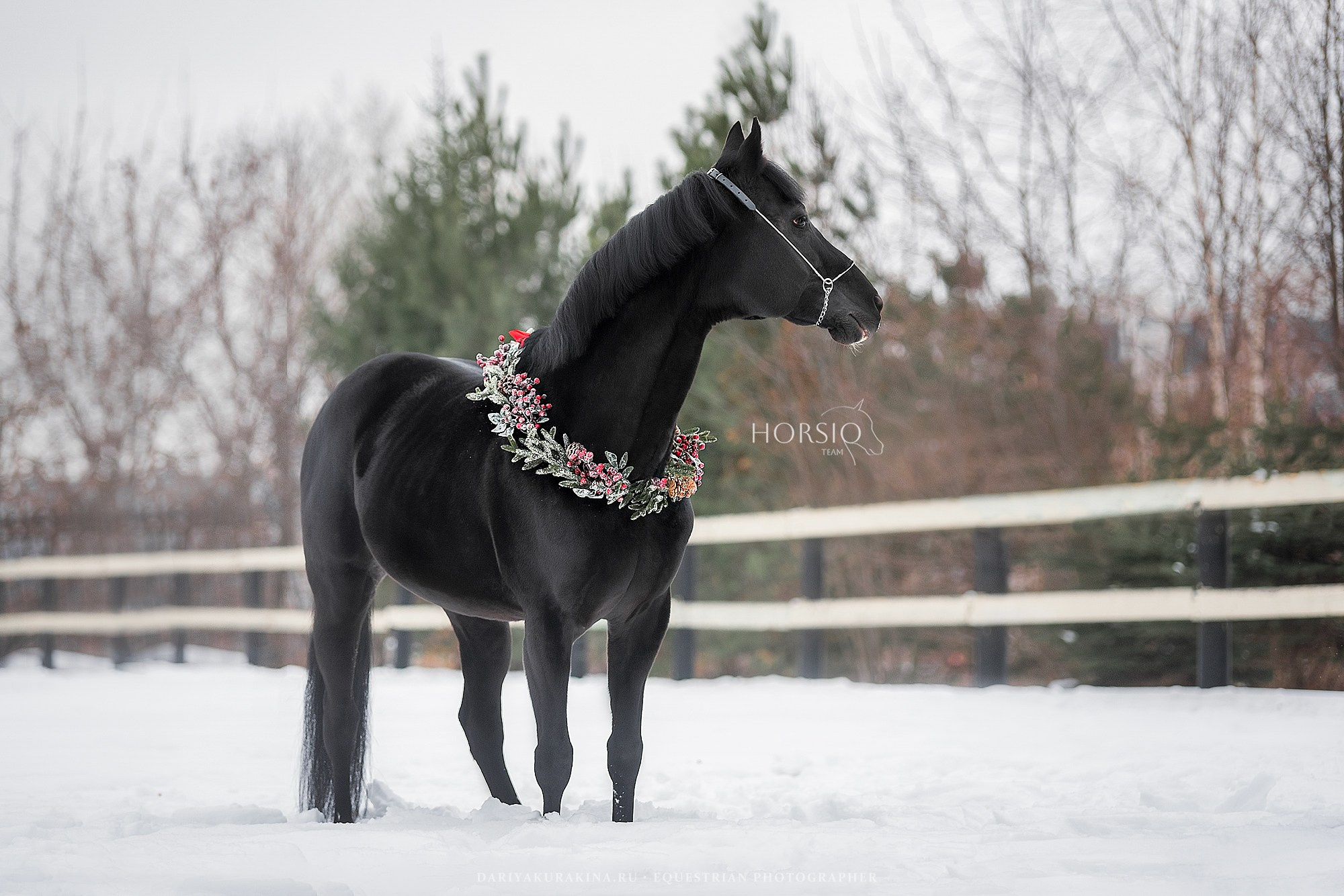 Доватор, HORSIO. Конный фотограф Куракина Дарья • Фотосессии с лошадьми