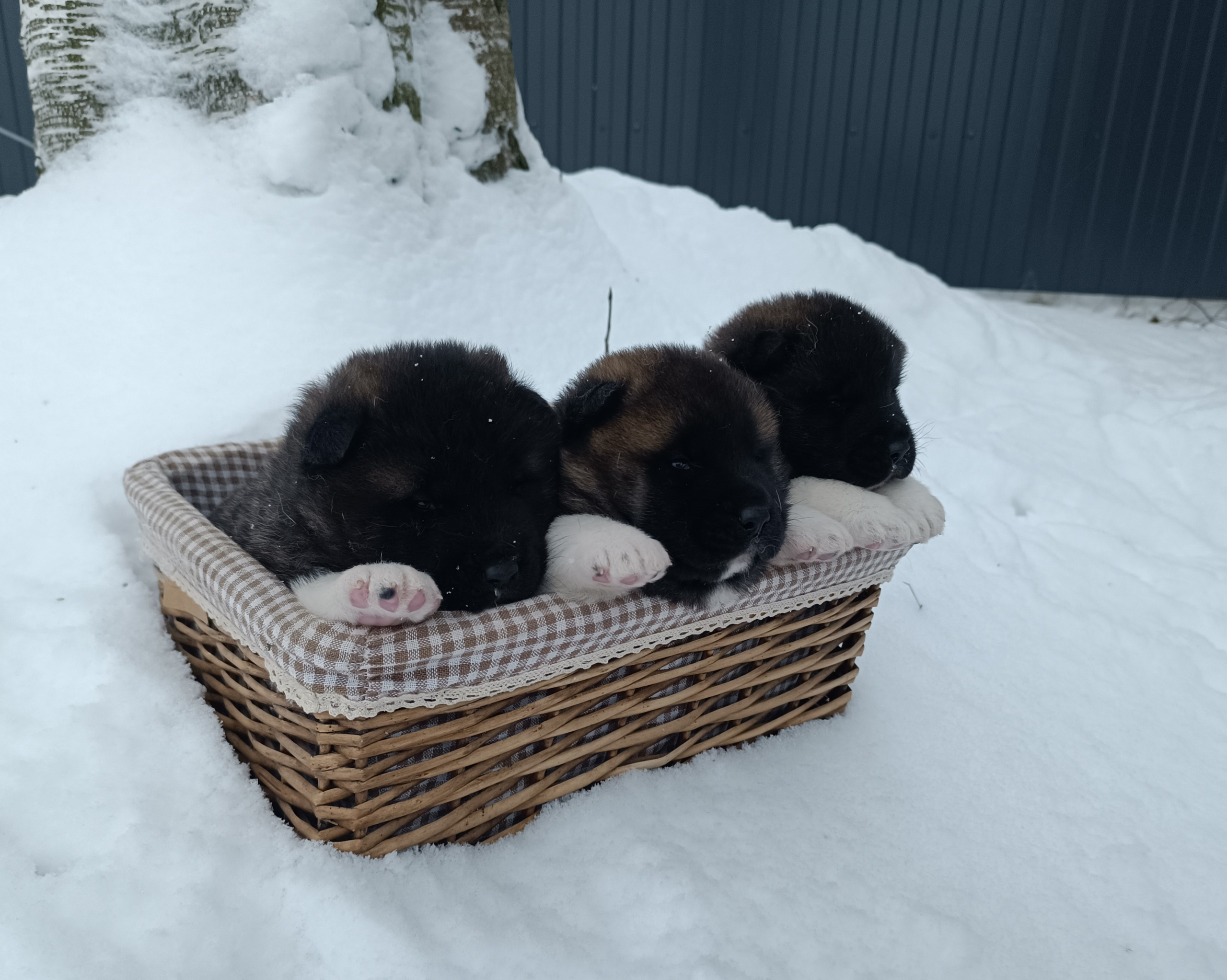 Американская акита  щенки питомник Санкт-Петербург клубные щенки Американская акита питомник RUBYLIGHT Рубилайт купить щенка американской акиты