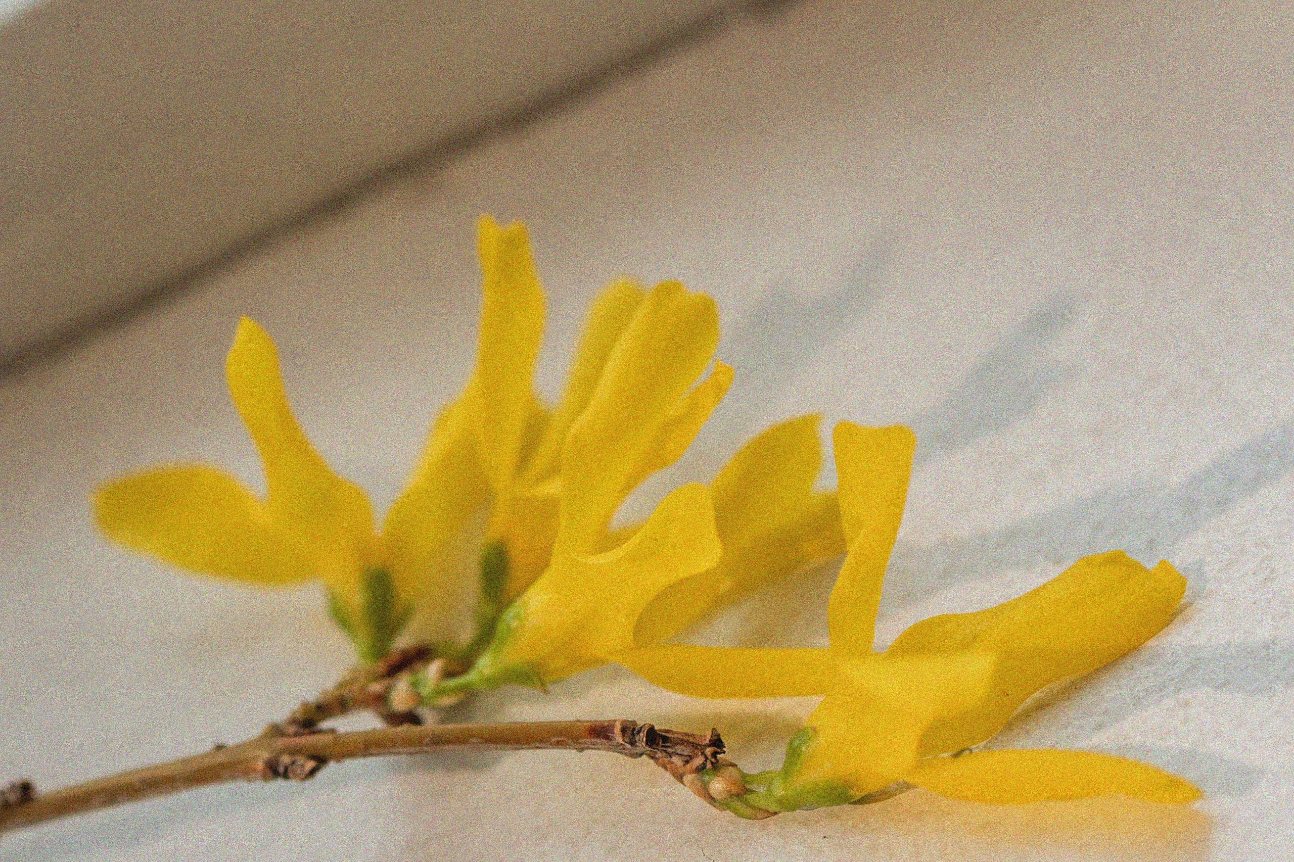 Эстетика П р о Я в л е н и я. Виноградова Маргарита. Фотограф P r o Явления