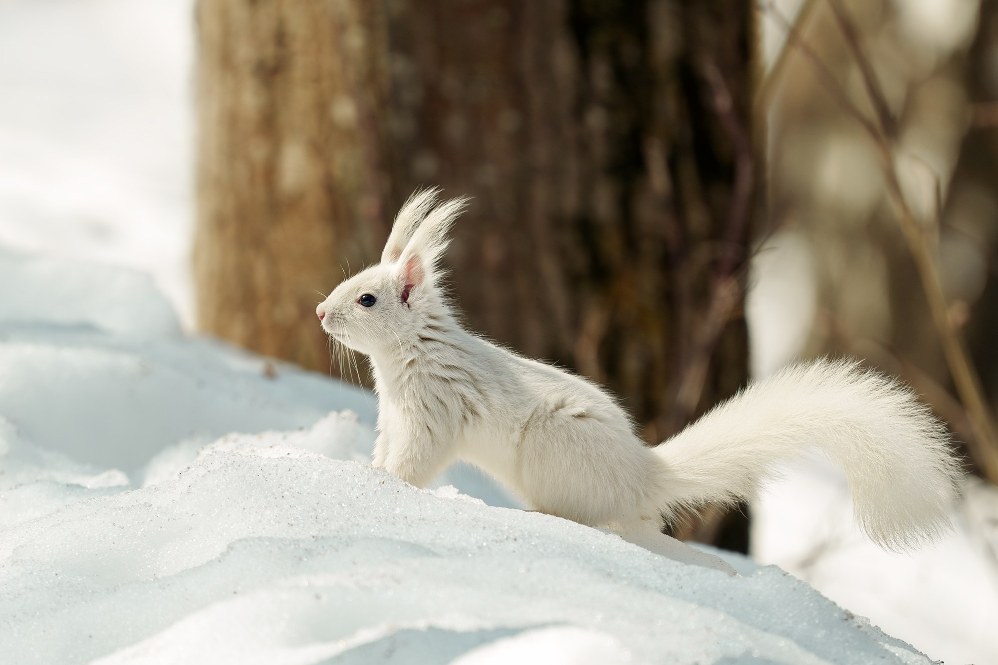 Животные. Ваш личный фотограф Марина Волкова