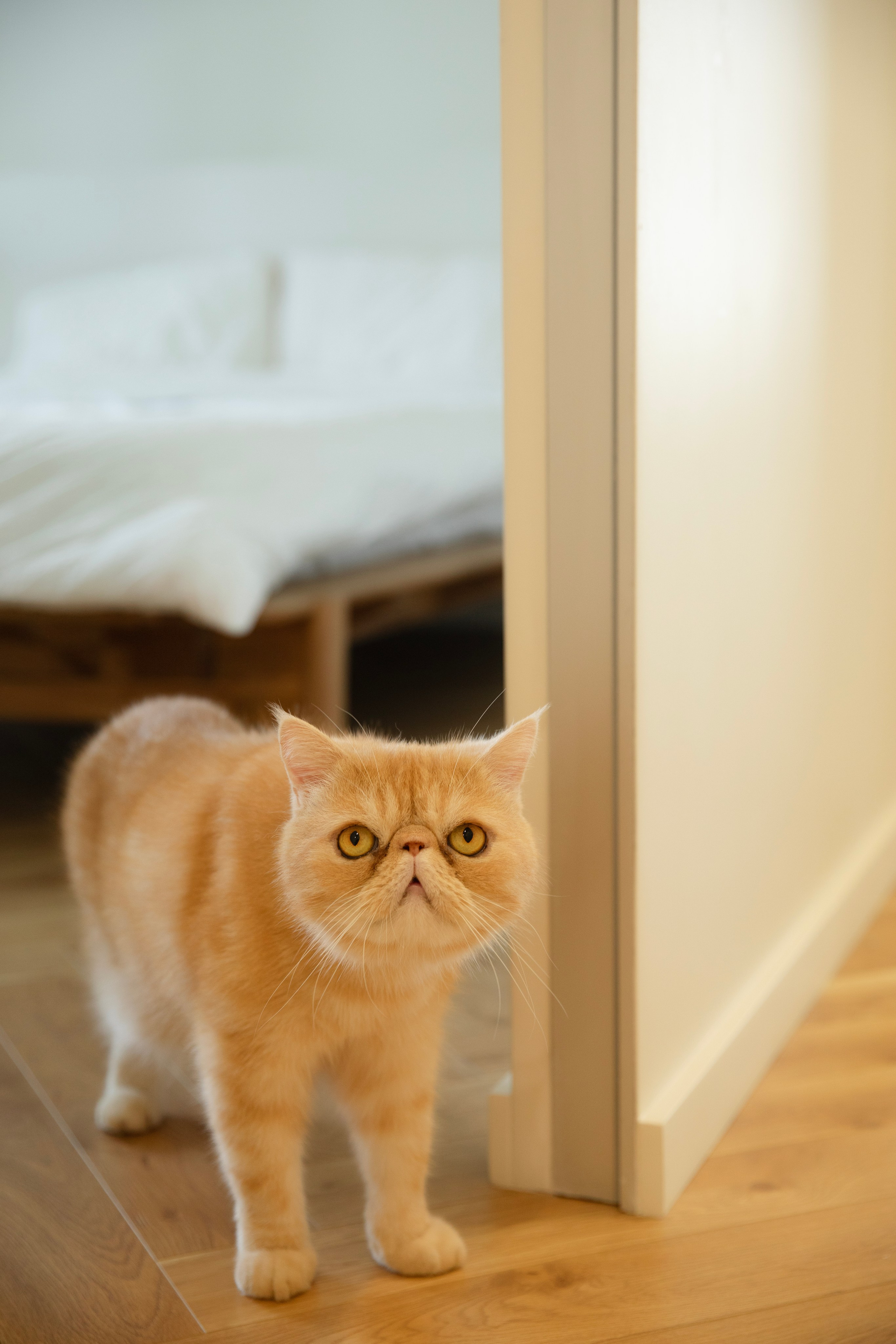 Домашняя съемка красивой семьи в солнечной квартире. Фотограф новорожденных, детский фотограф  Москва.Семейная съемка Москва. Семенова Анна