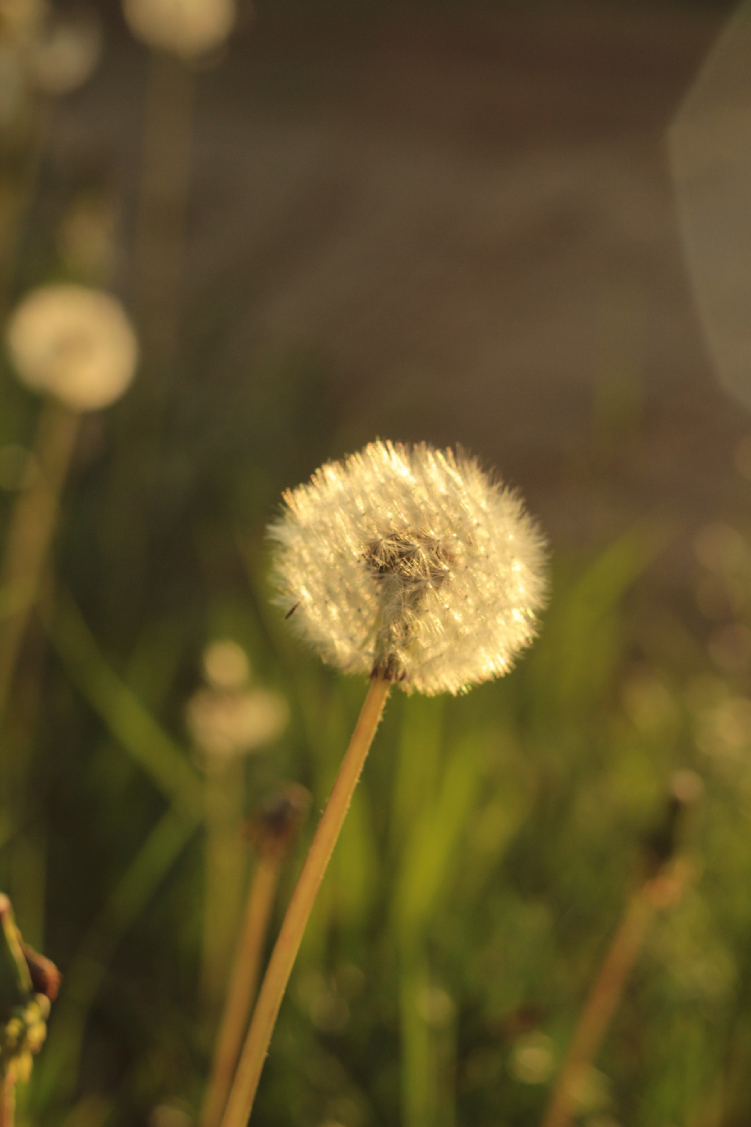 Вне студии. Фотограф Светлана Заплатина