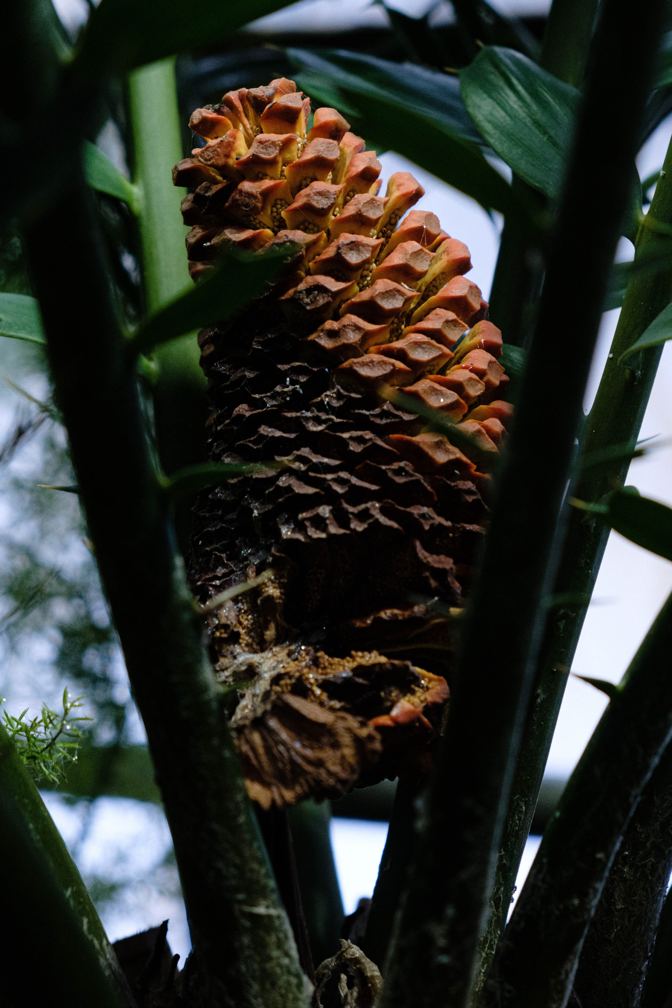Старая Фондовая оранжерея. Алексей Никифоров свадебный и семейный фотограф Москва, Химки