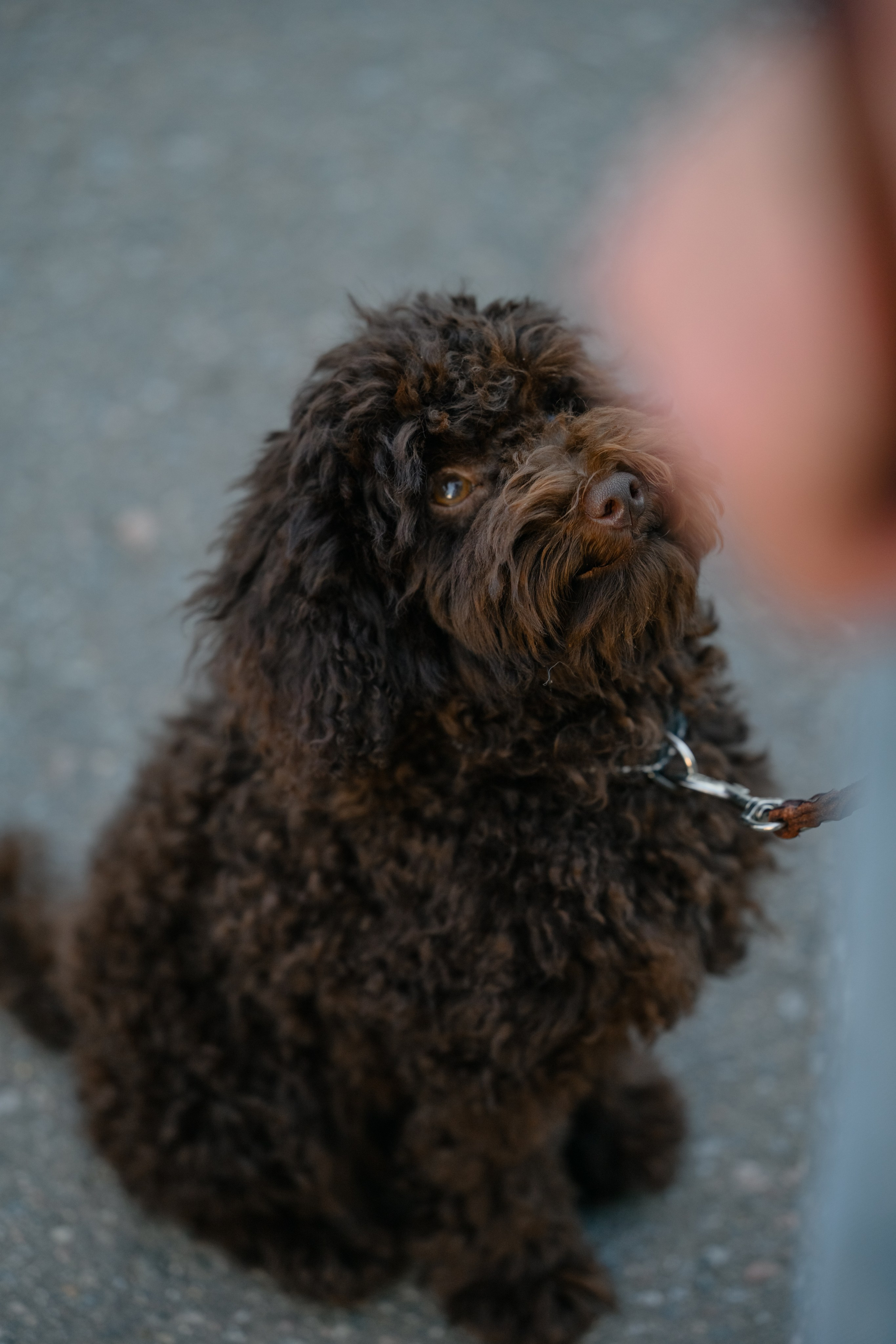 Катя группа. Семейный фотограф и анималист в Москве и Московской области