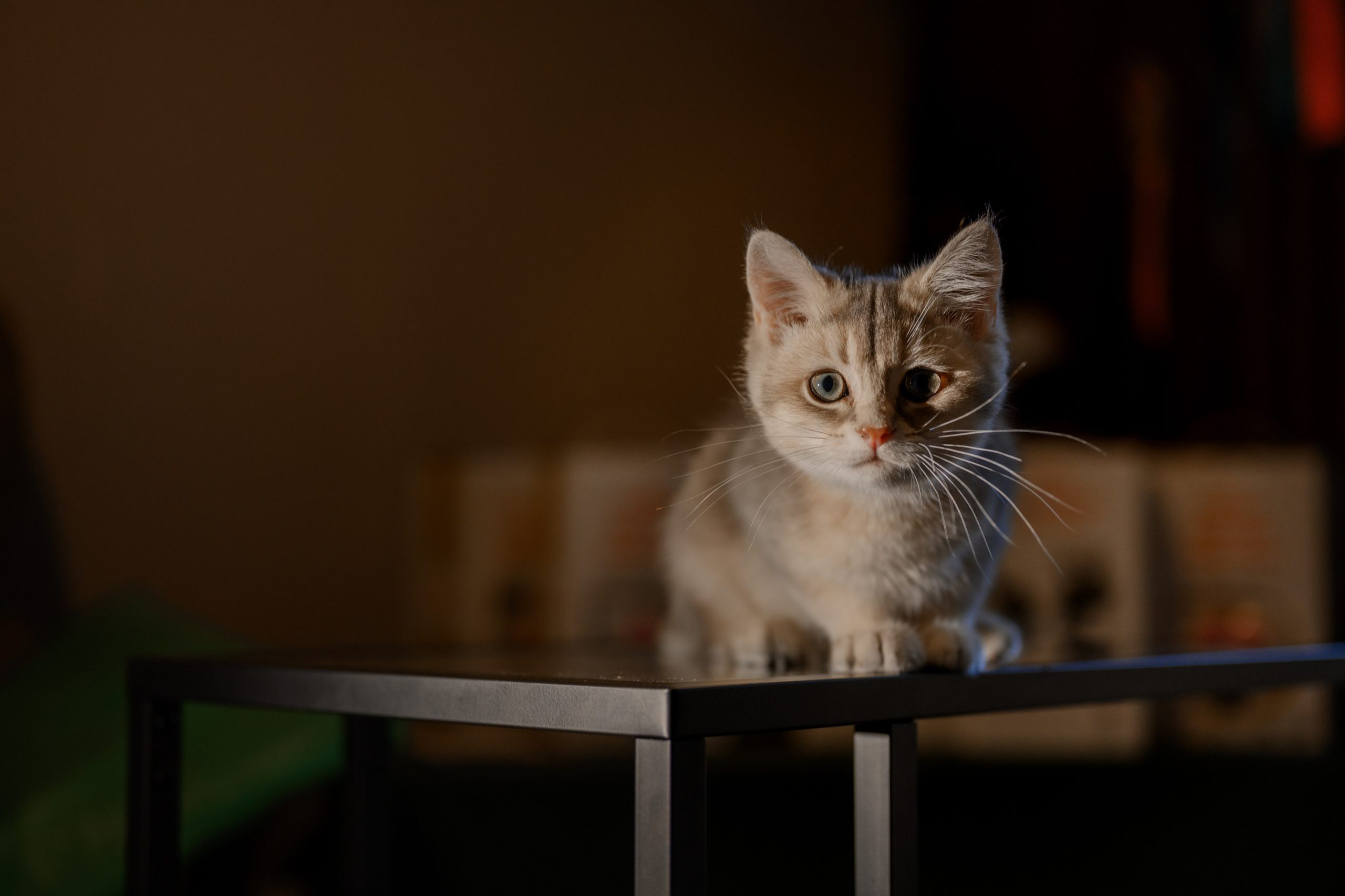Питомник котят. Семейный фотограф и анималист в Москве и Московской области