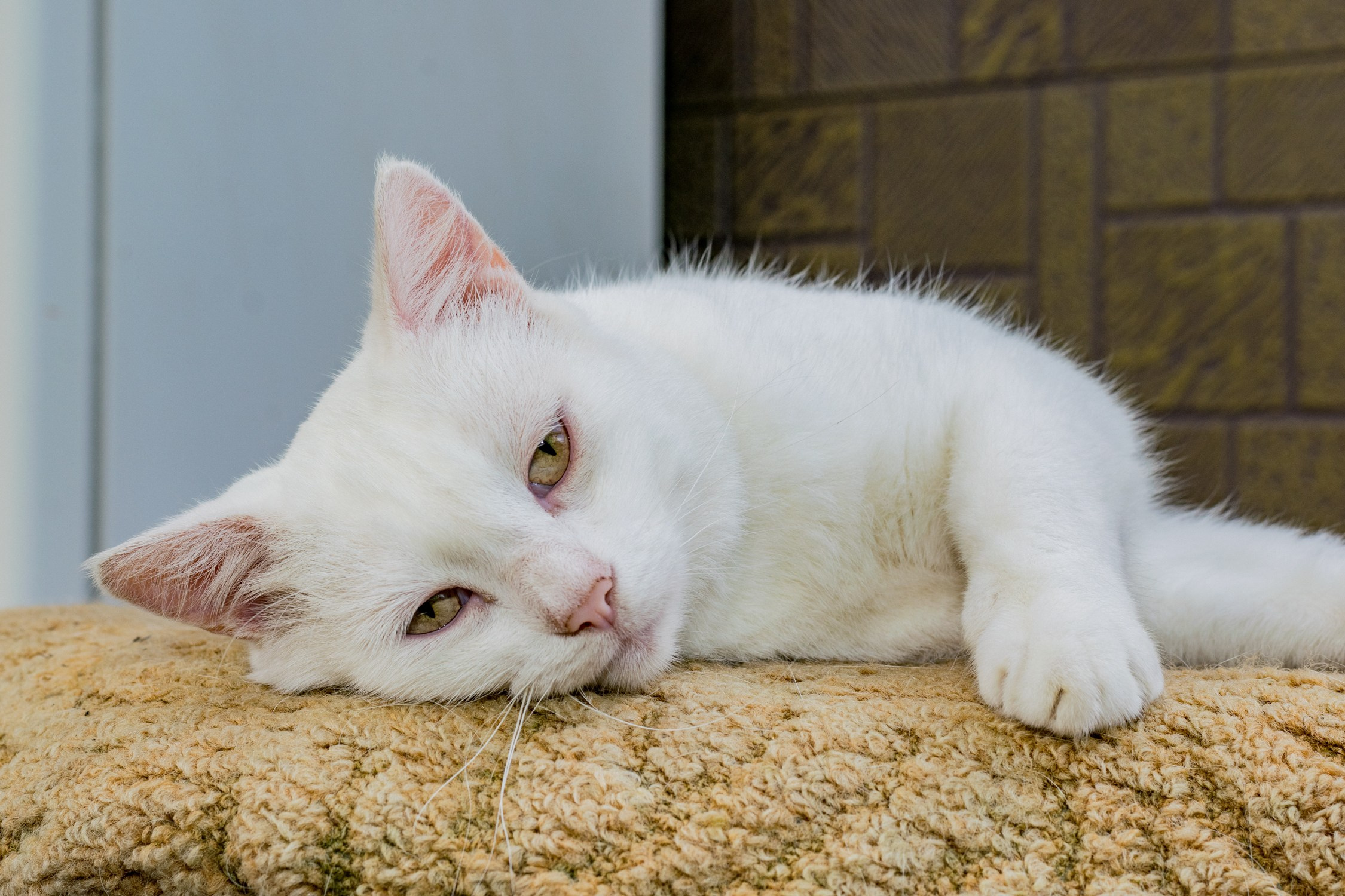 Антон Курдюмов фотограф в Хабаровске Рина Курдюмова фото27 foto27 Антон Дорофеев репортажный репортаж документалист Тони и Рина фотосоздатели Виноградники Хехцир 2024 Хабаровск виноград дикий фермер фермерство дачный сезон