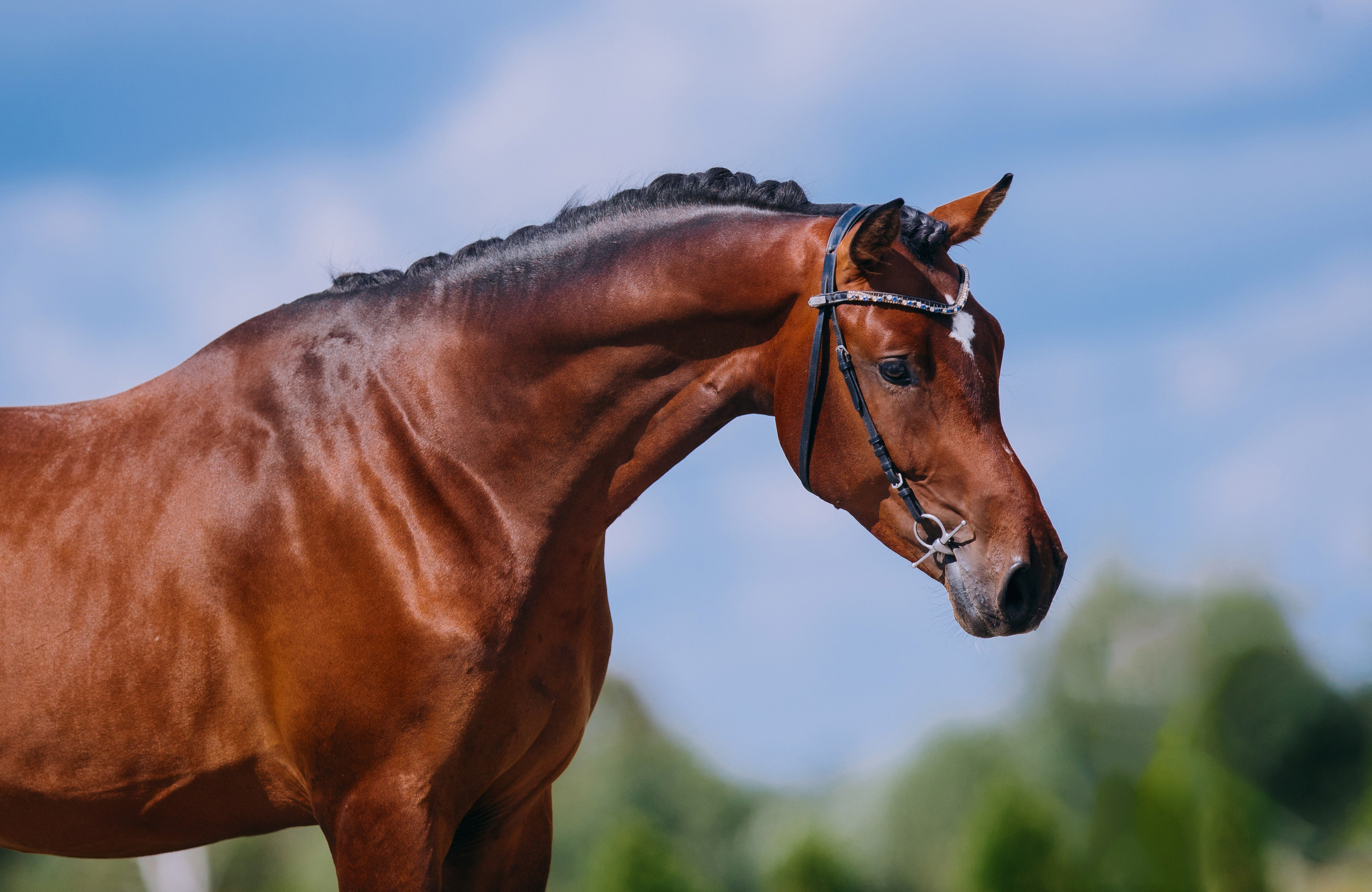 На природе. Фотограф-анималист Ксендзова Кристина
