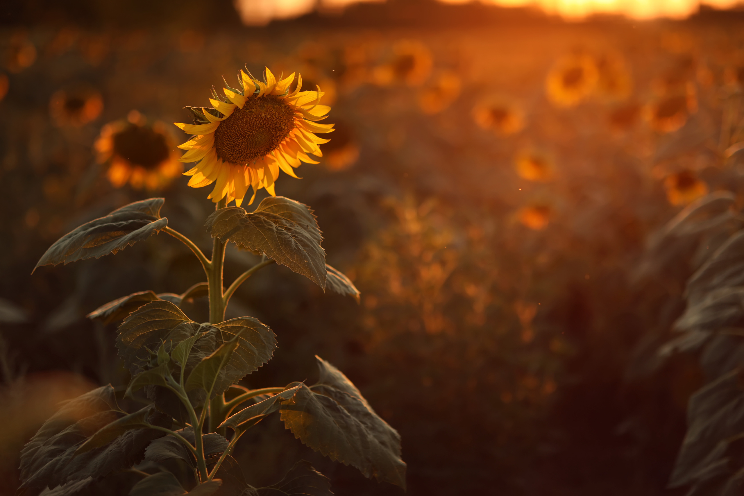 Подсолнухи. Семейный фотограф в Анапе Светлана Тернопол