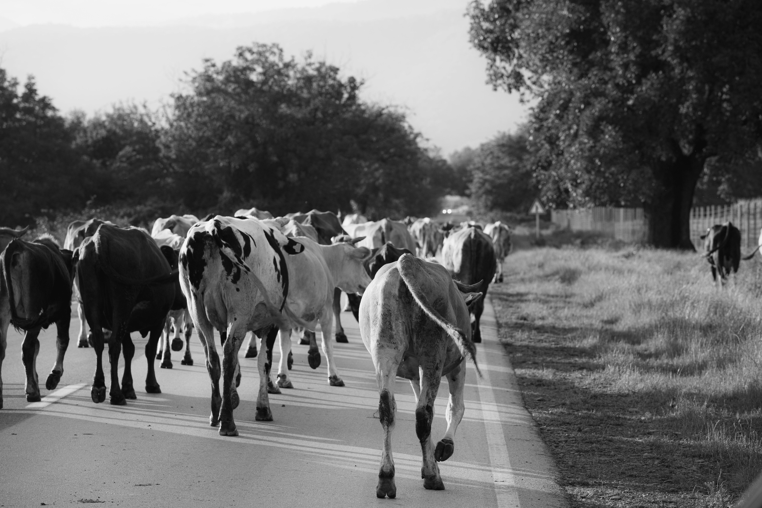 Georgia, 2024. Воройская Анна